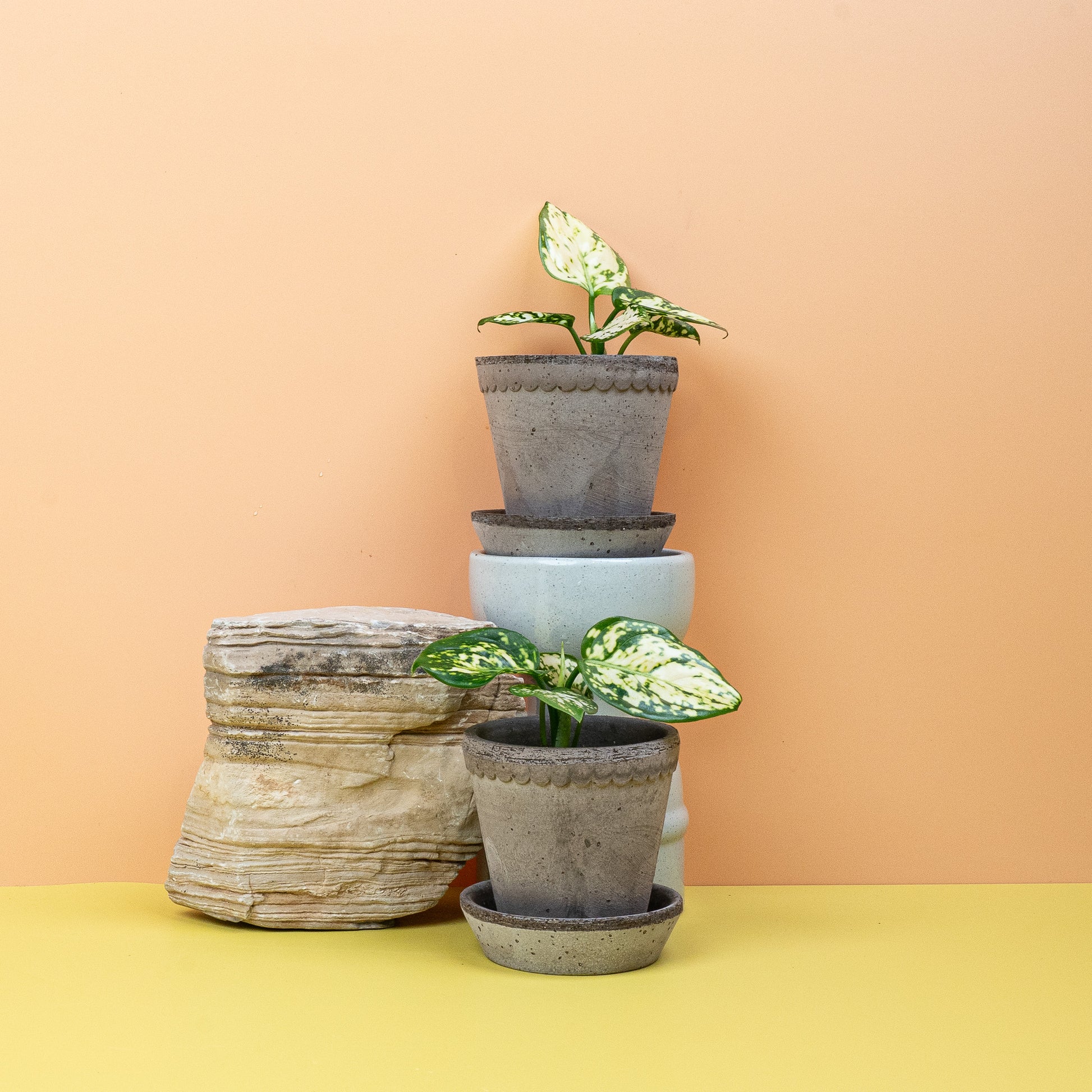 AGLAONEMA SNOWFLAKE online bestellen bei potflourri