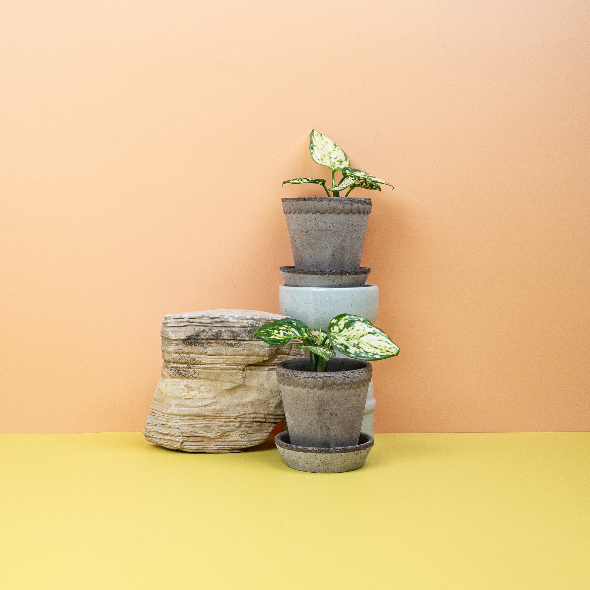 AGLAONEMA SNOWFLAKE online bestellen bei potflourri