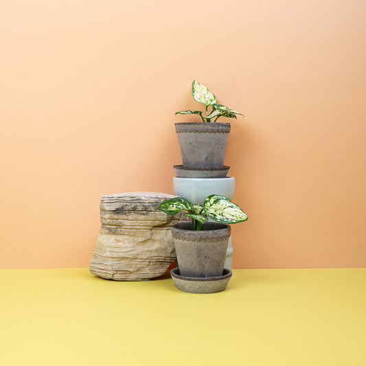 AGLAONEMA SNOWFLAKE online bestellen bei potflourri