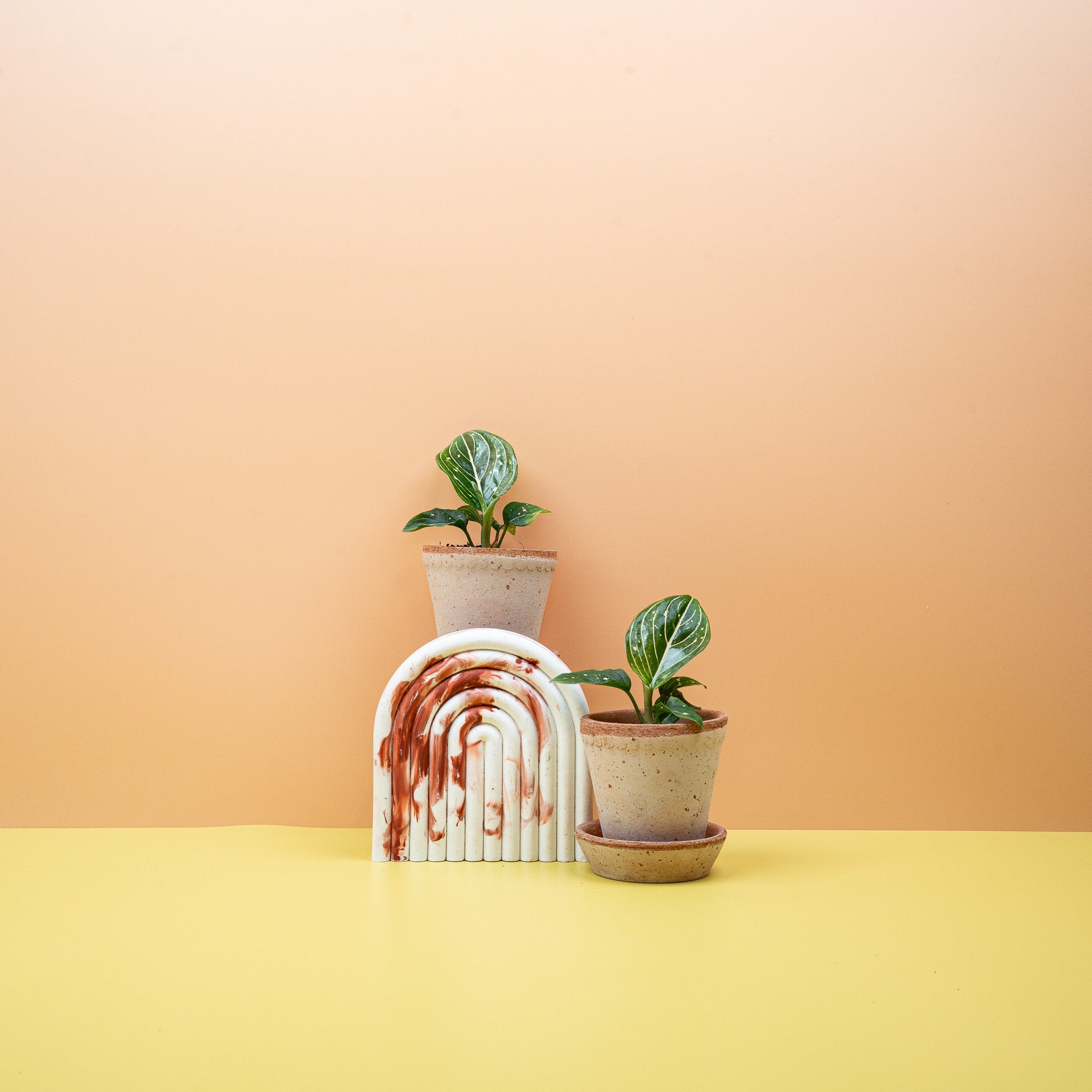 AGLAONEMA TOMS PRIDE online bestellen bei potflourri