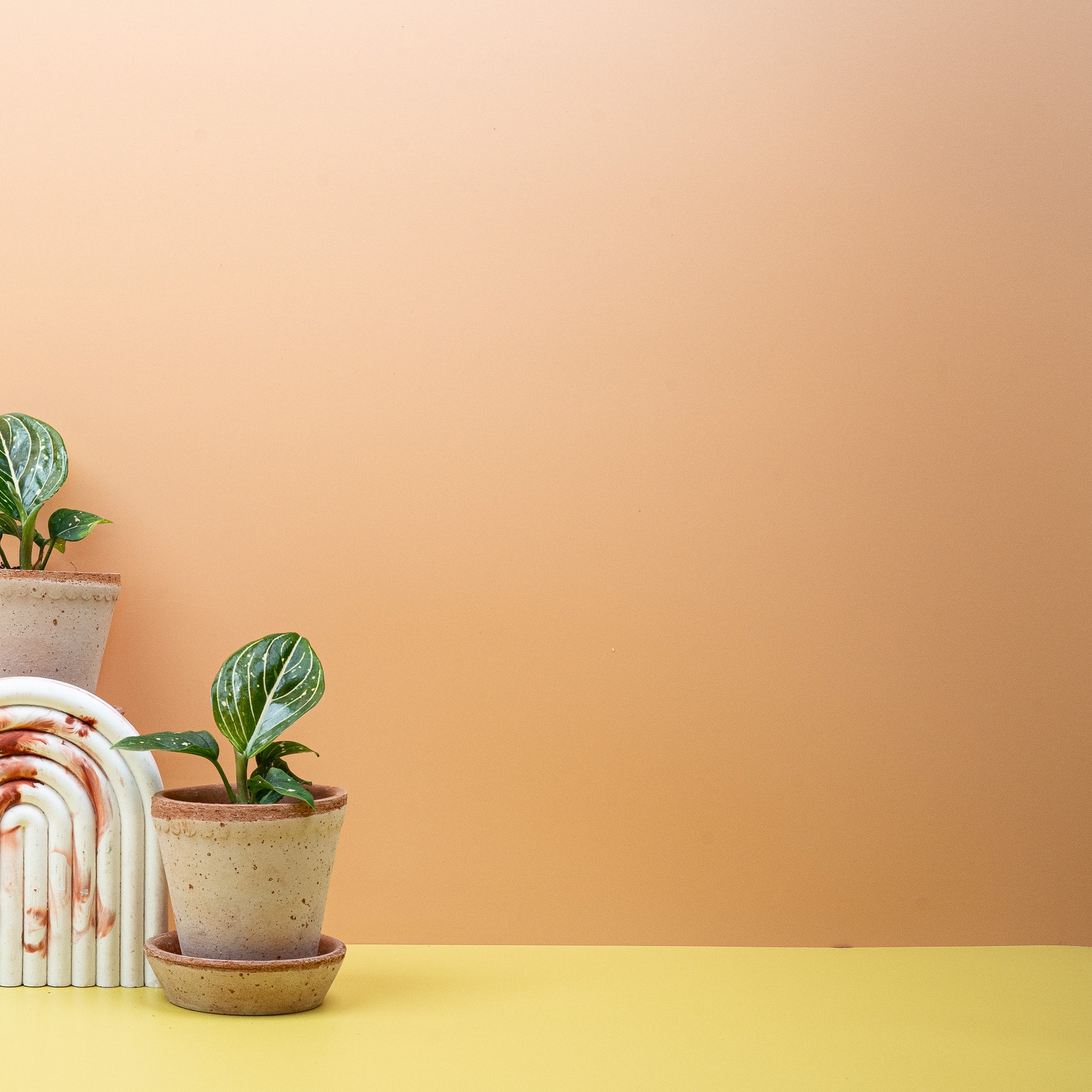 AGLAONEMA TOMS PRIDE online bestellen bei potflourri