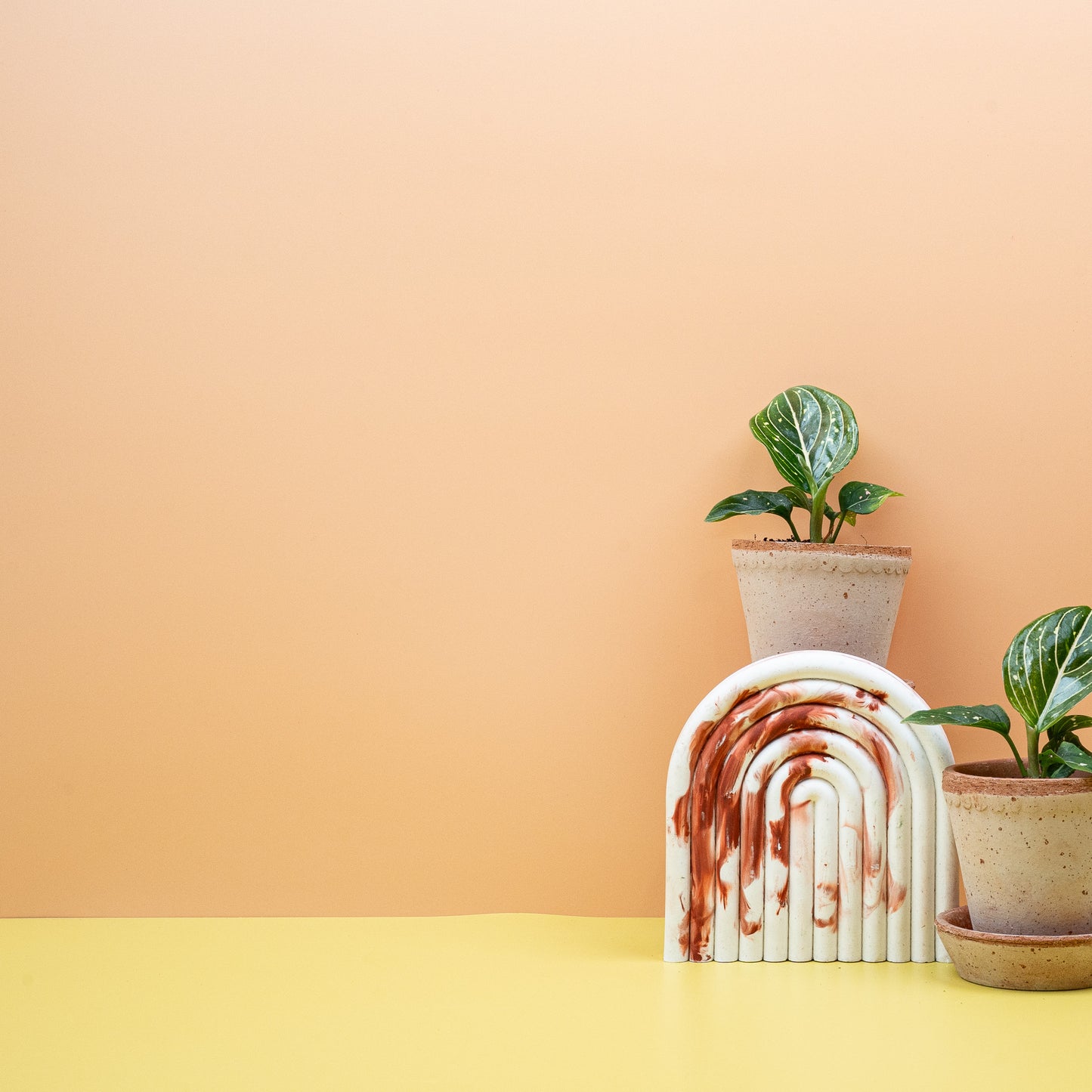 AGLAONEMA TOMS PRIDE online bestellen bei potflourri