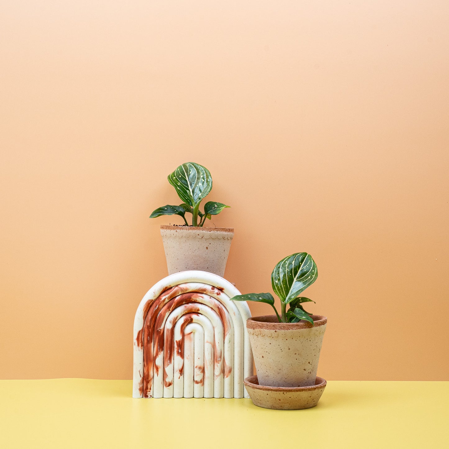 AGLAONEMA TOMS PRIDE online bestellen bei potflourri