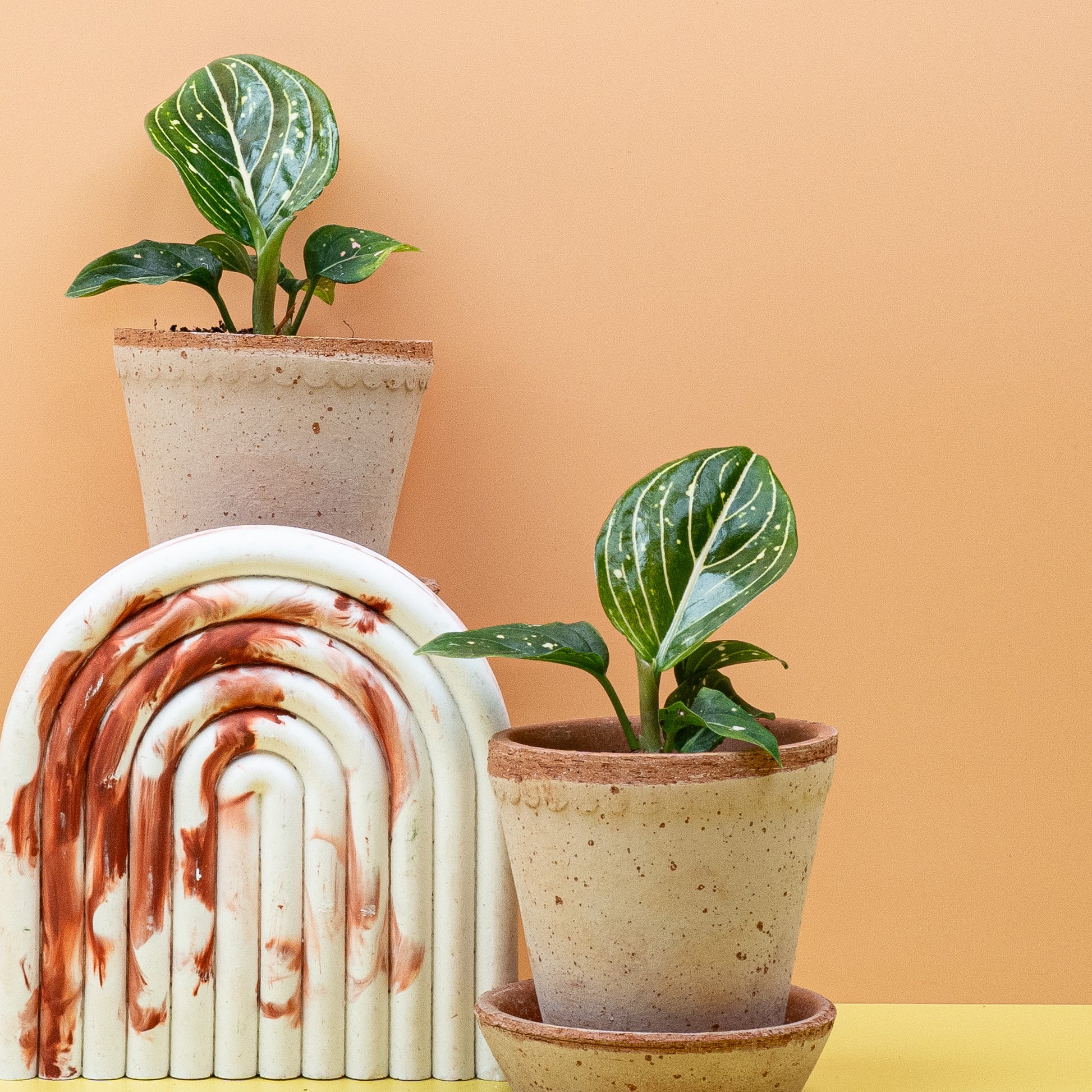 AGLAONEMA TOMS PRIDE online bestellen bei potflourri