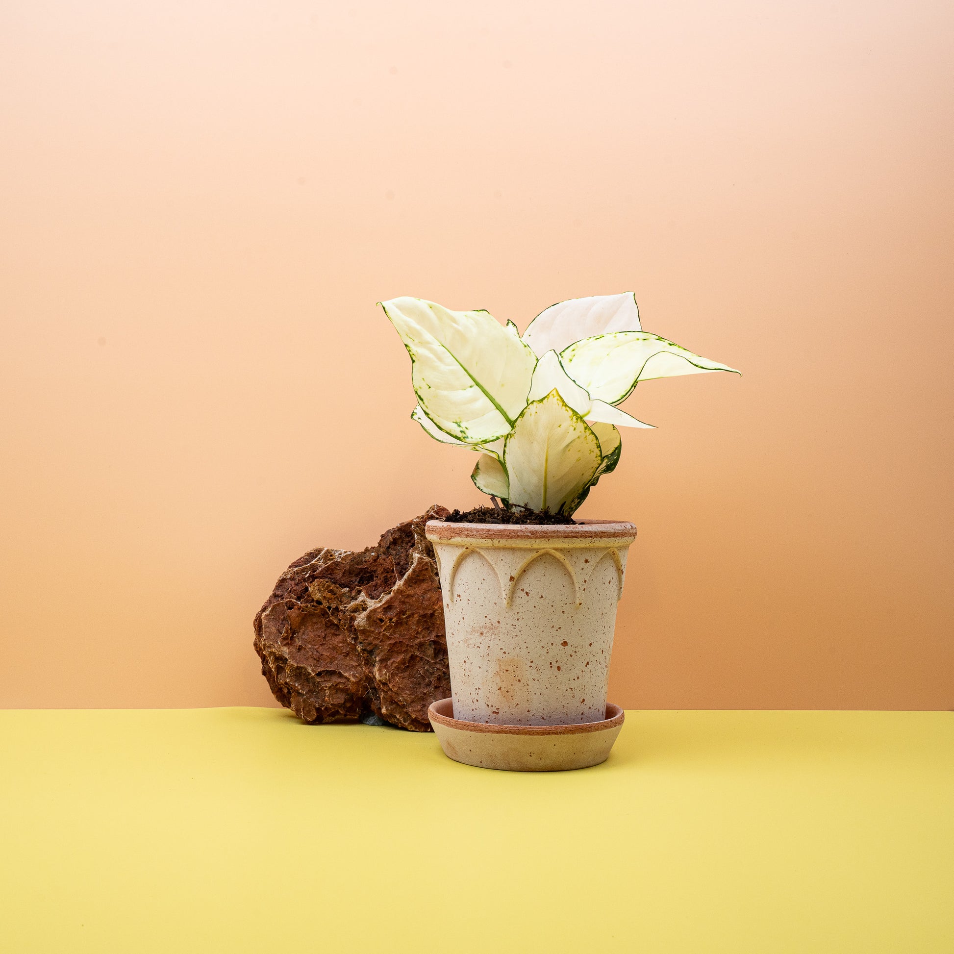 AGLAONEMA WHITE JOY online bestellen bei potflourri