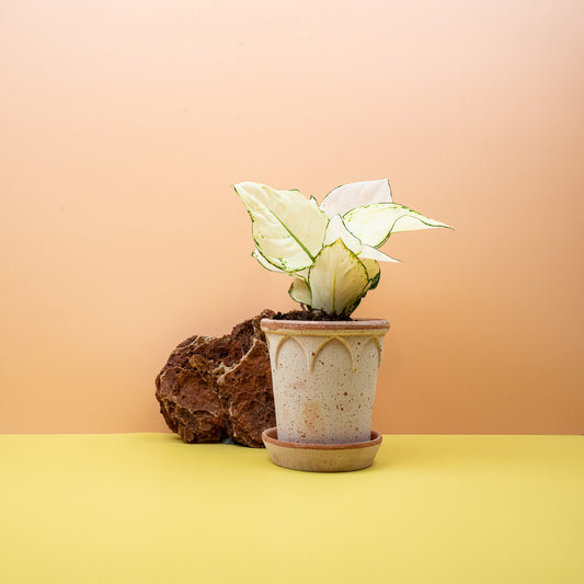 AGLAONEMA WHITE JOY online bestellen bei potflourri