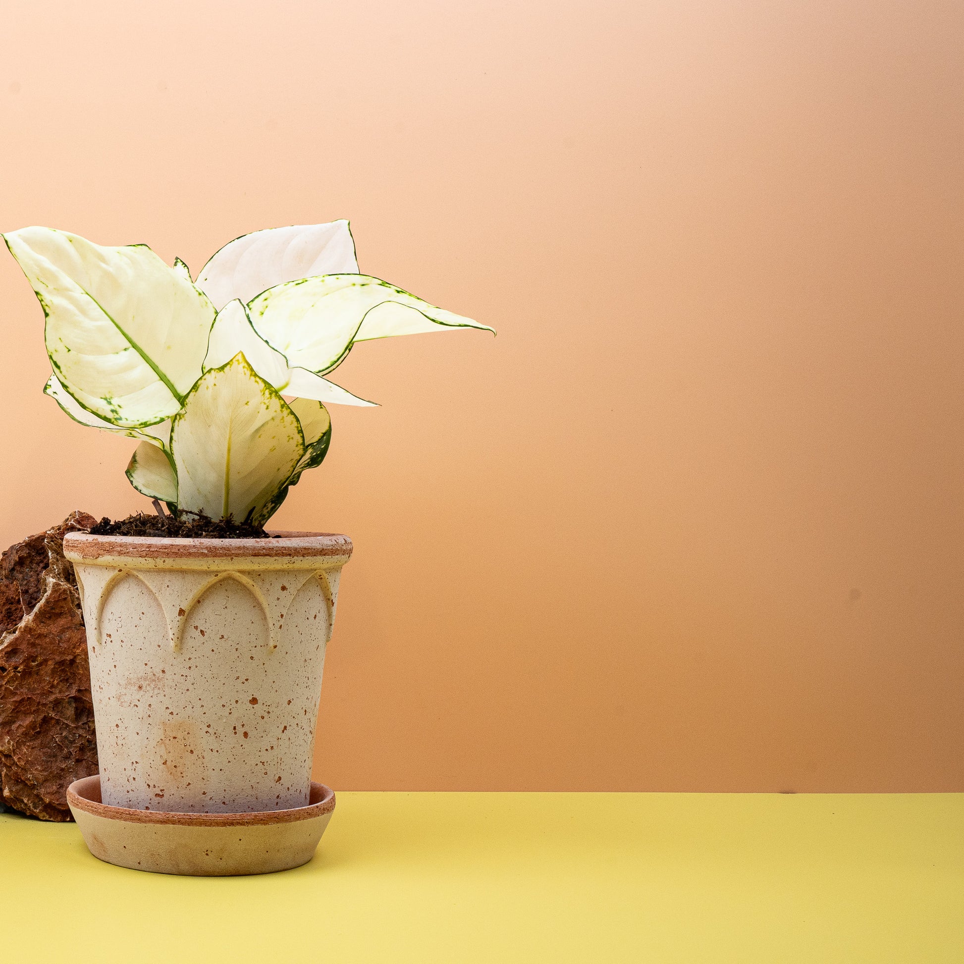 AGLAONEMA WHITE JOY online bestellen bei potflourri