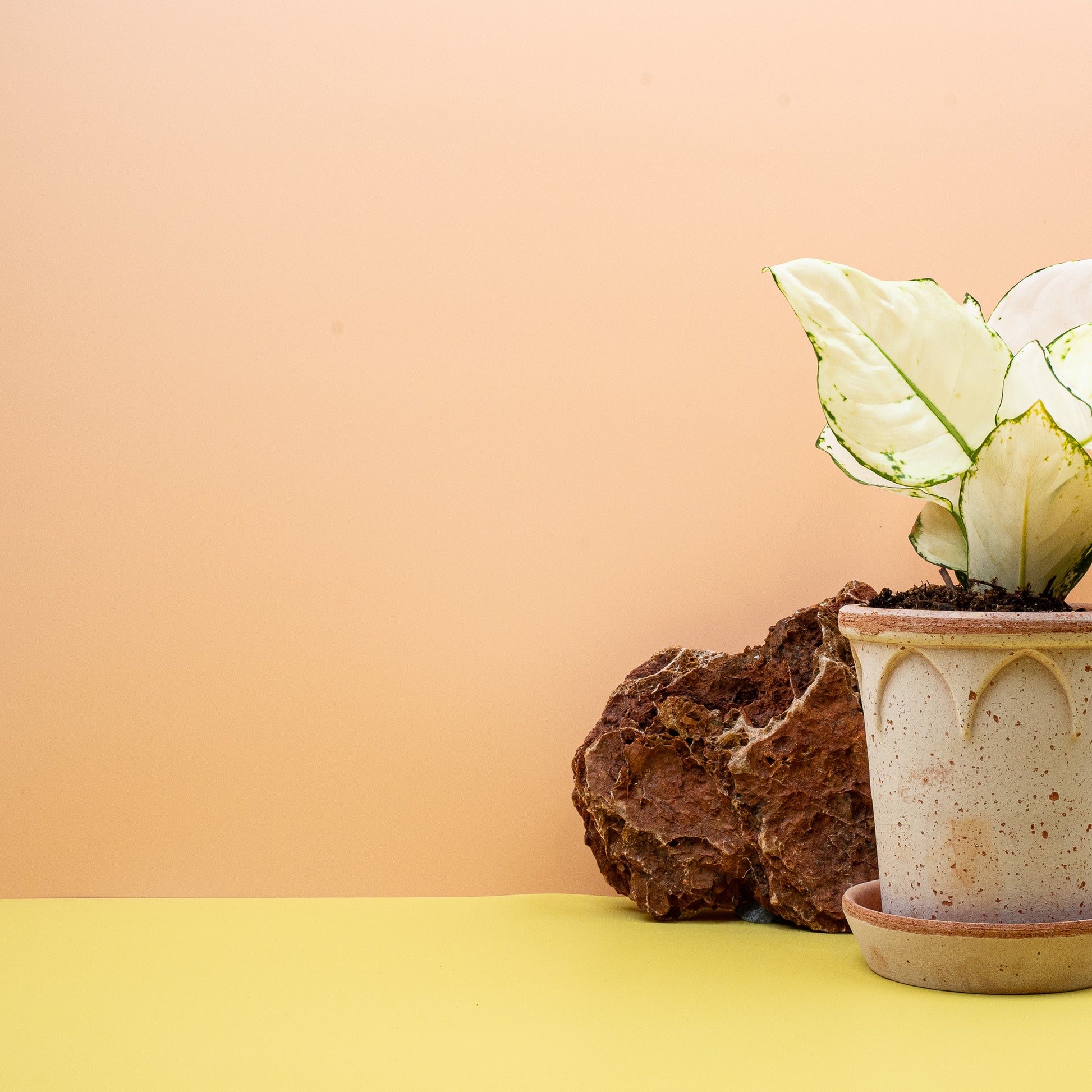 AGLAONEMA WHITE JOY online bestellen bei potflourri