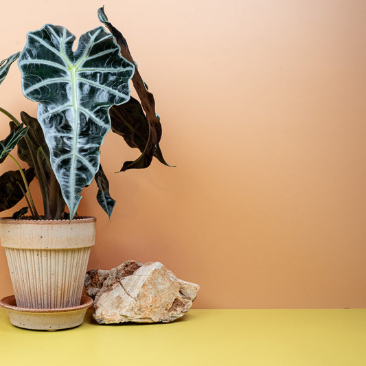 ALOCASIA AMAZONICA online bestellen bei potflourri