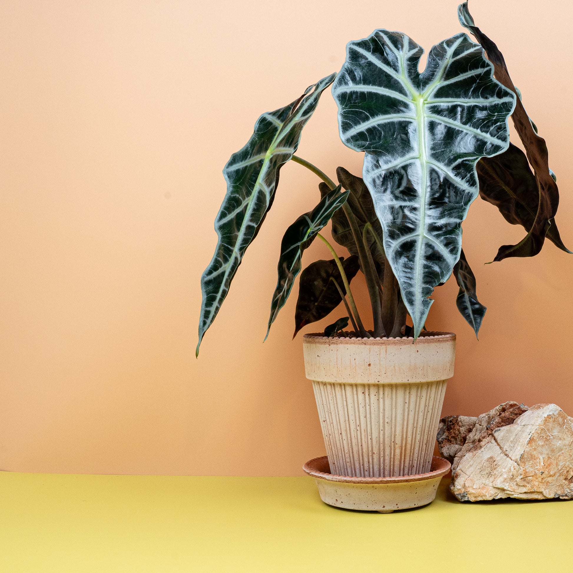 ALOCASIA AMAZONICA online bestellen bei potflourri