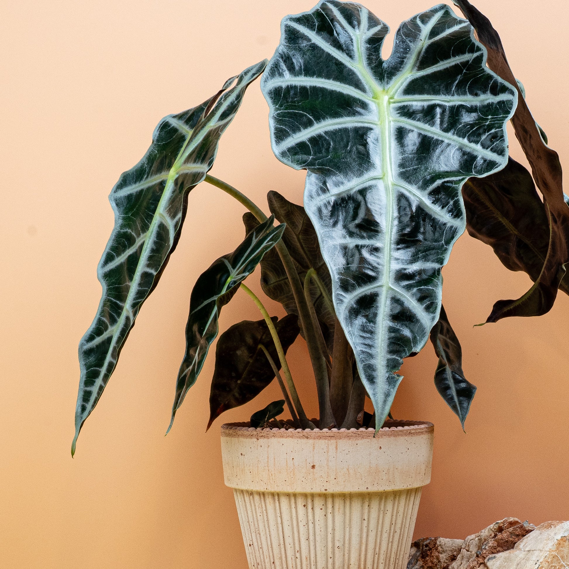 ALOCASIA AMAZONICA online bestellen bei potflourri