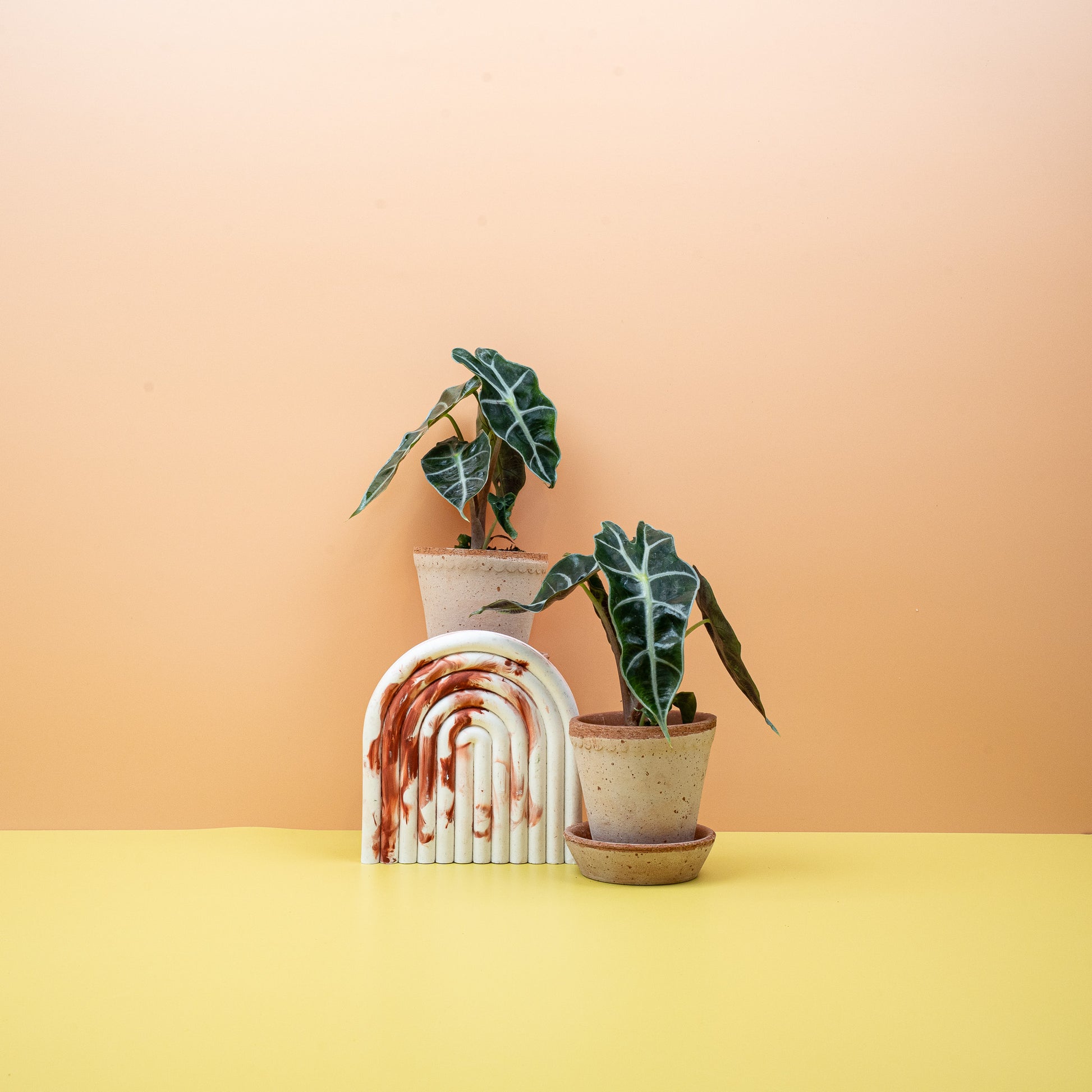 ALOCASIA AMAZONICA online bestellen bei potflourri