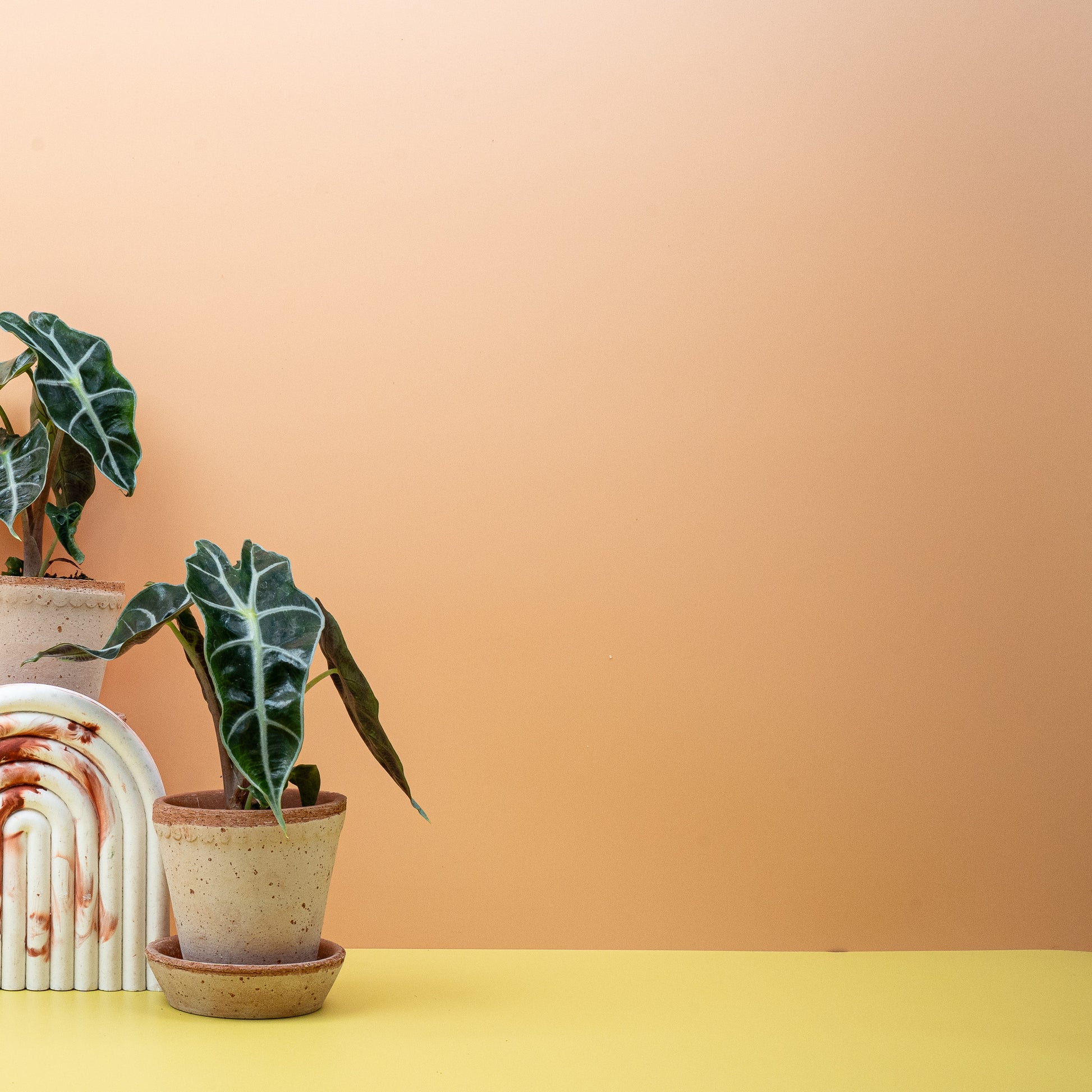 ALOCASIA AMAZONICA online bestellen bei potflourri