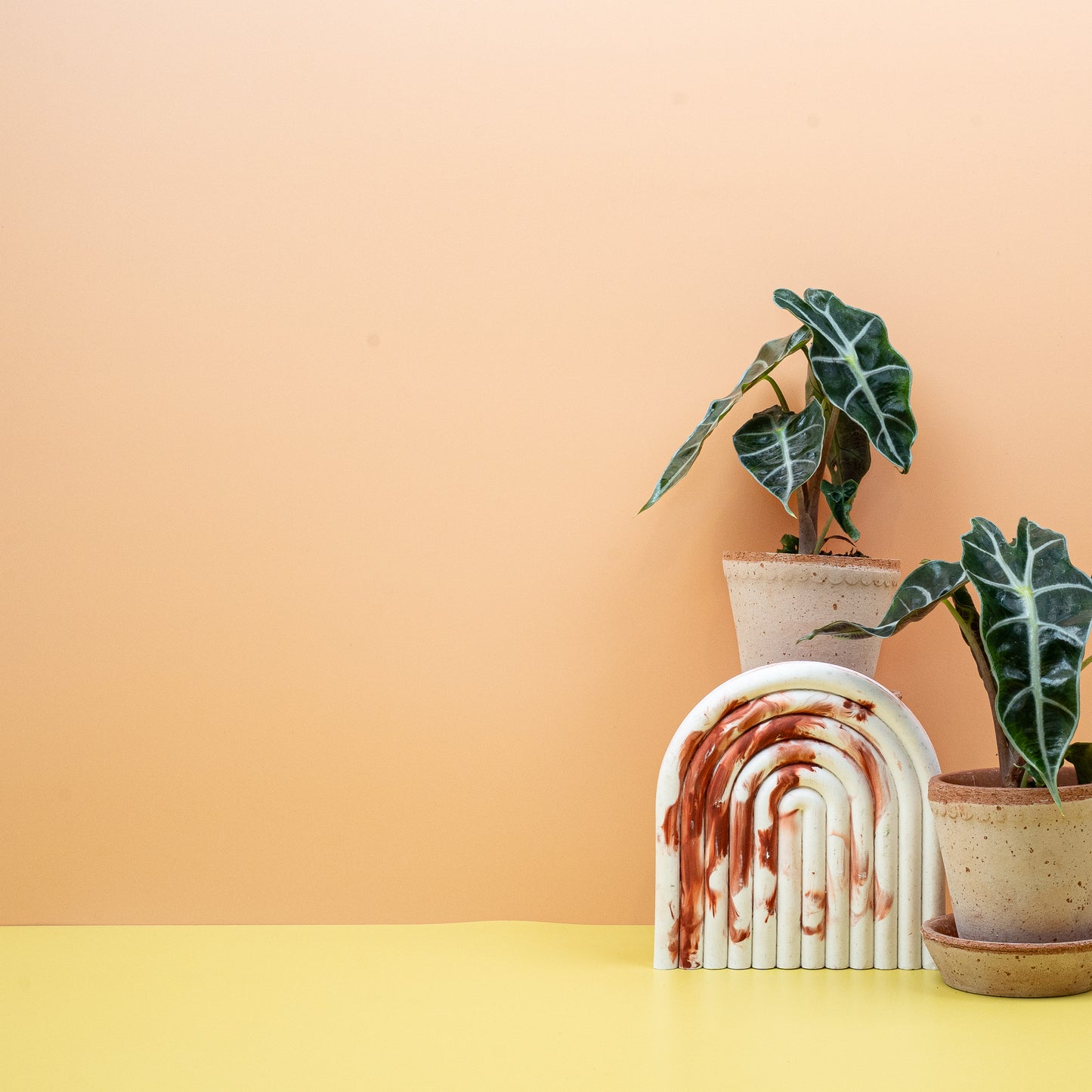 ALOCASIA AMAZONICA online bestellen bei potflourri