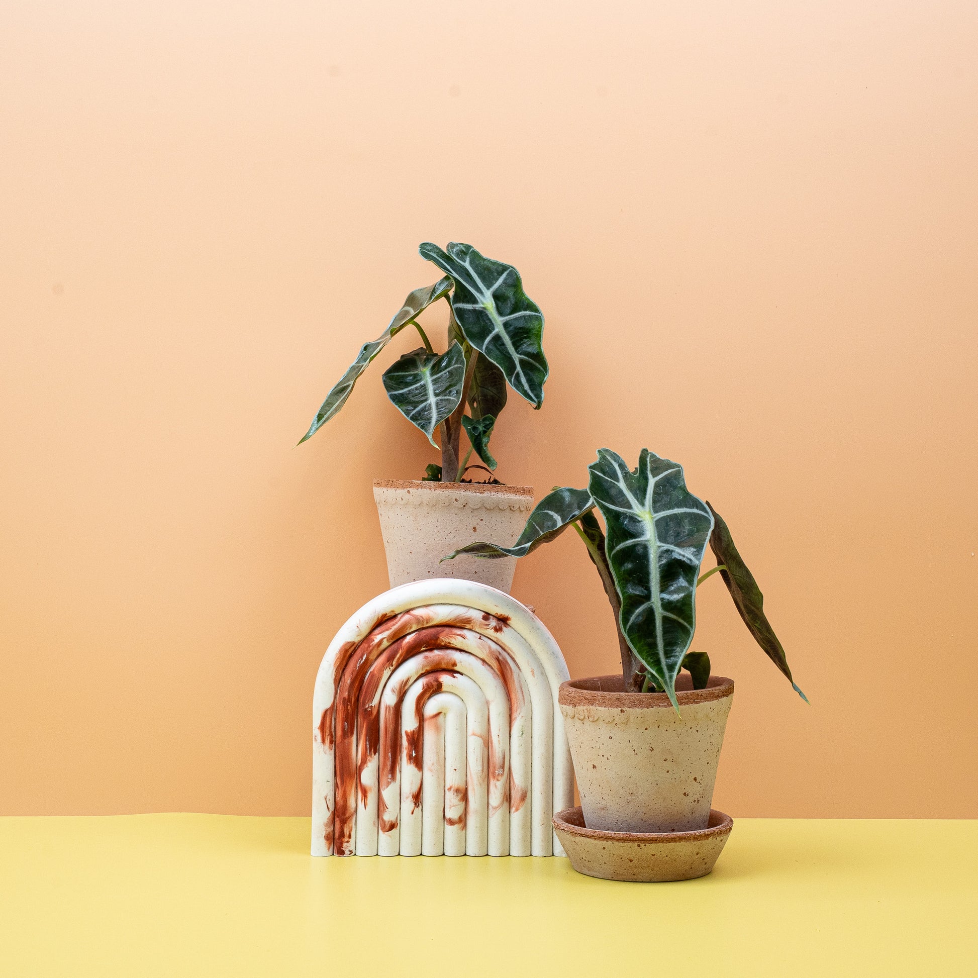 ALOCASIA AMAZONICA online bestellen bei potflourri