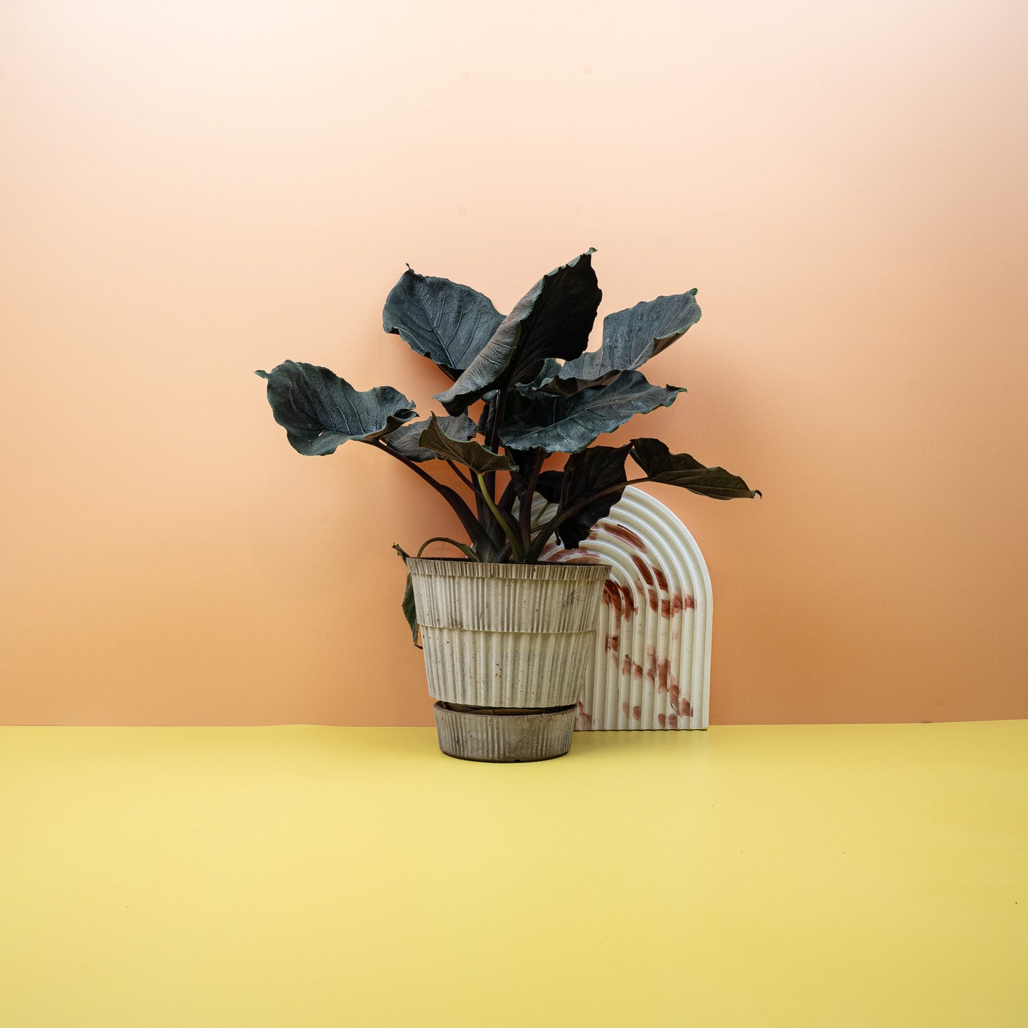 ALOCASIA ANTORO VELVET online bestellen bei potflourri