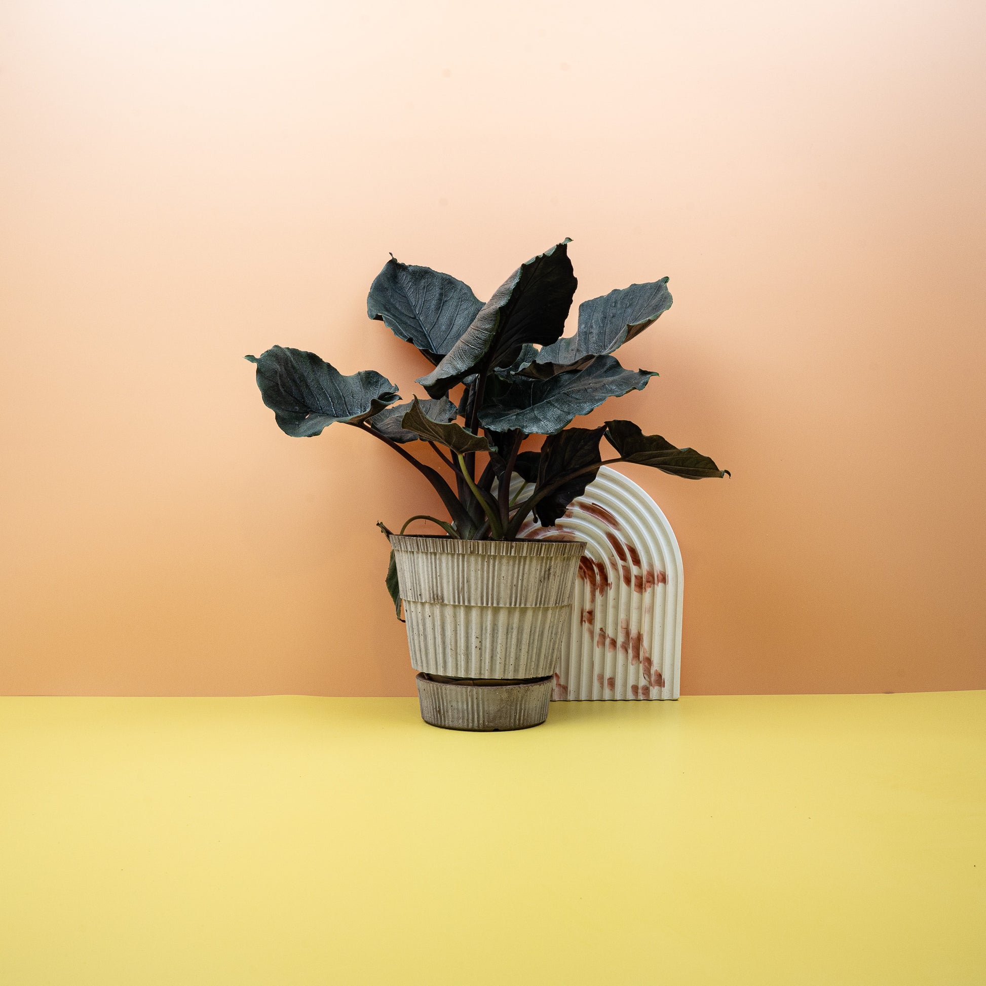 ALOCASIA ANTORO VELVET online bestellen bei potflourri