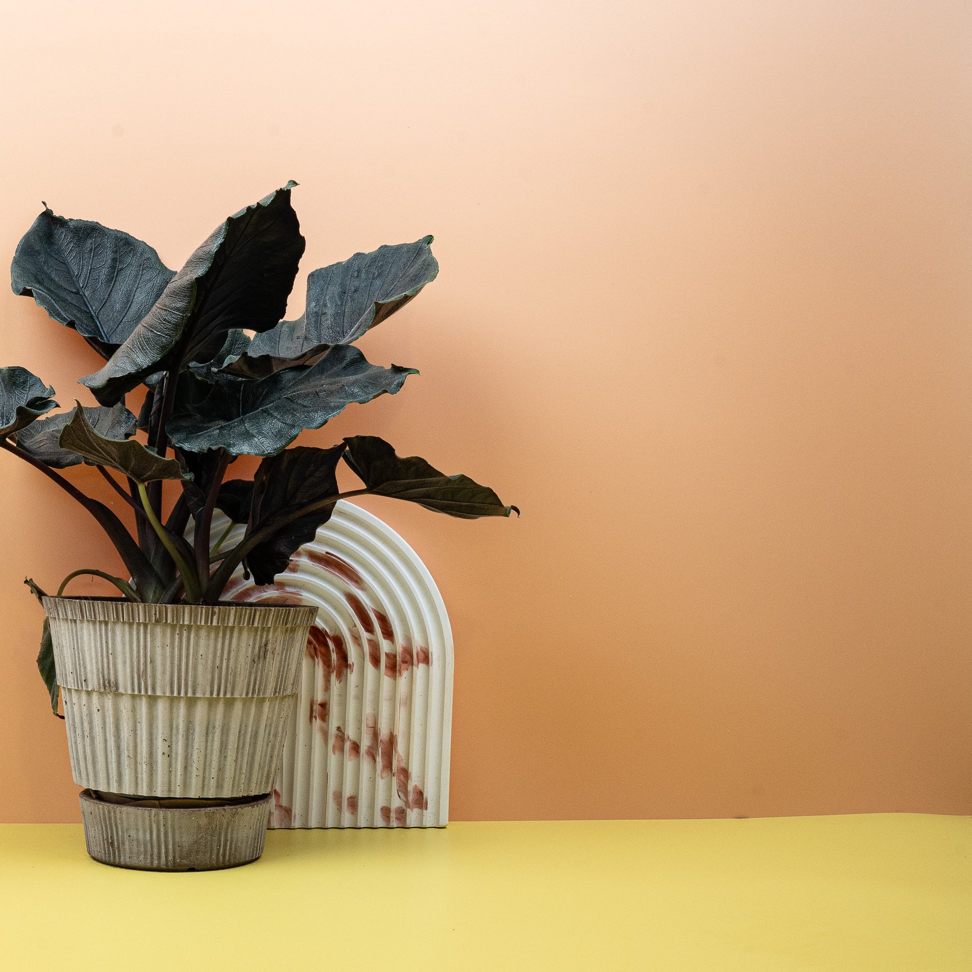 ALOCASIA ANTORO VELVET online bestellen bei potflourri