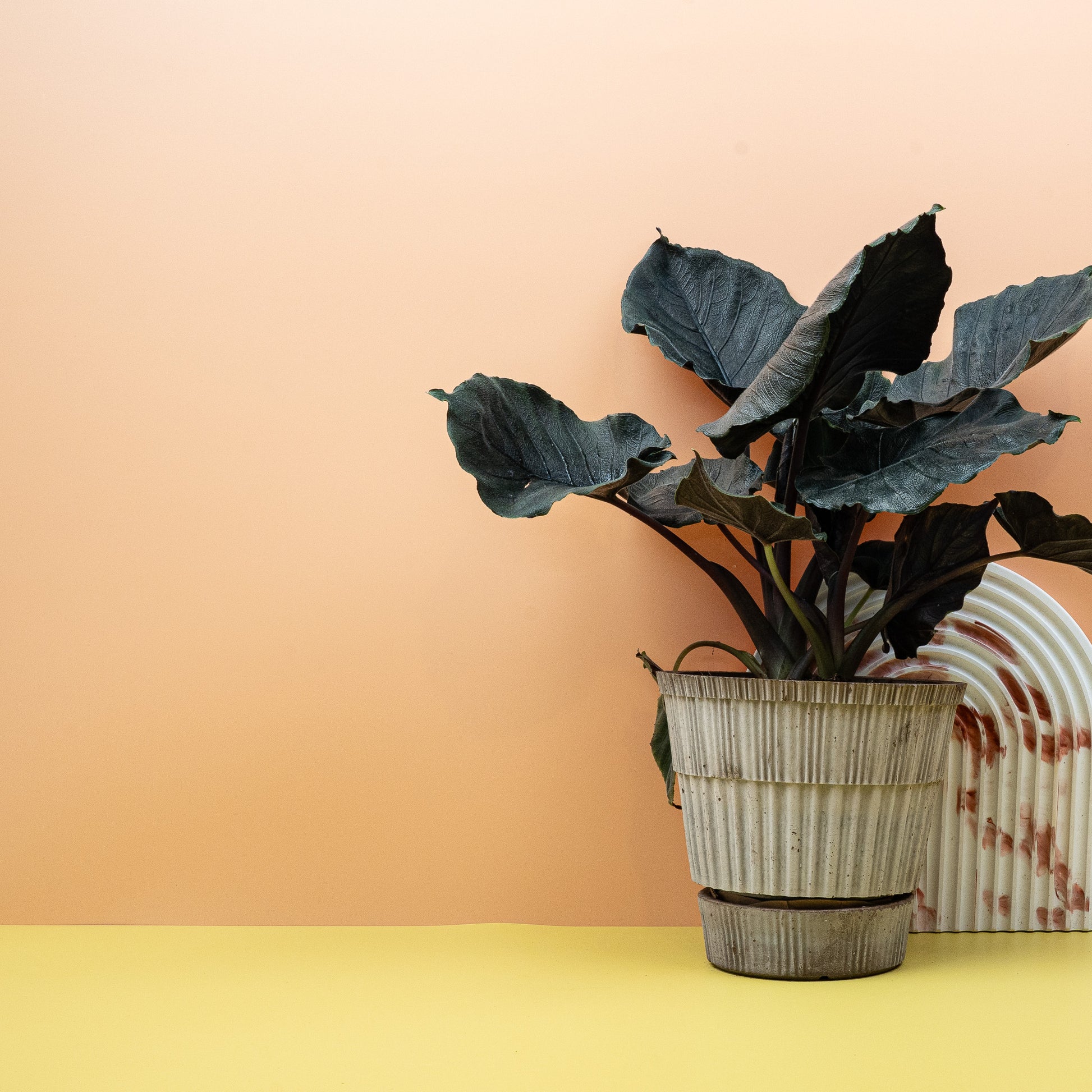 ALOCASIA ANTORO VELVET online bestellen bei potflourri
