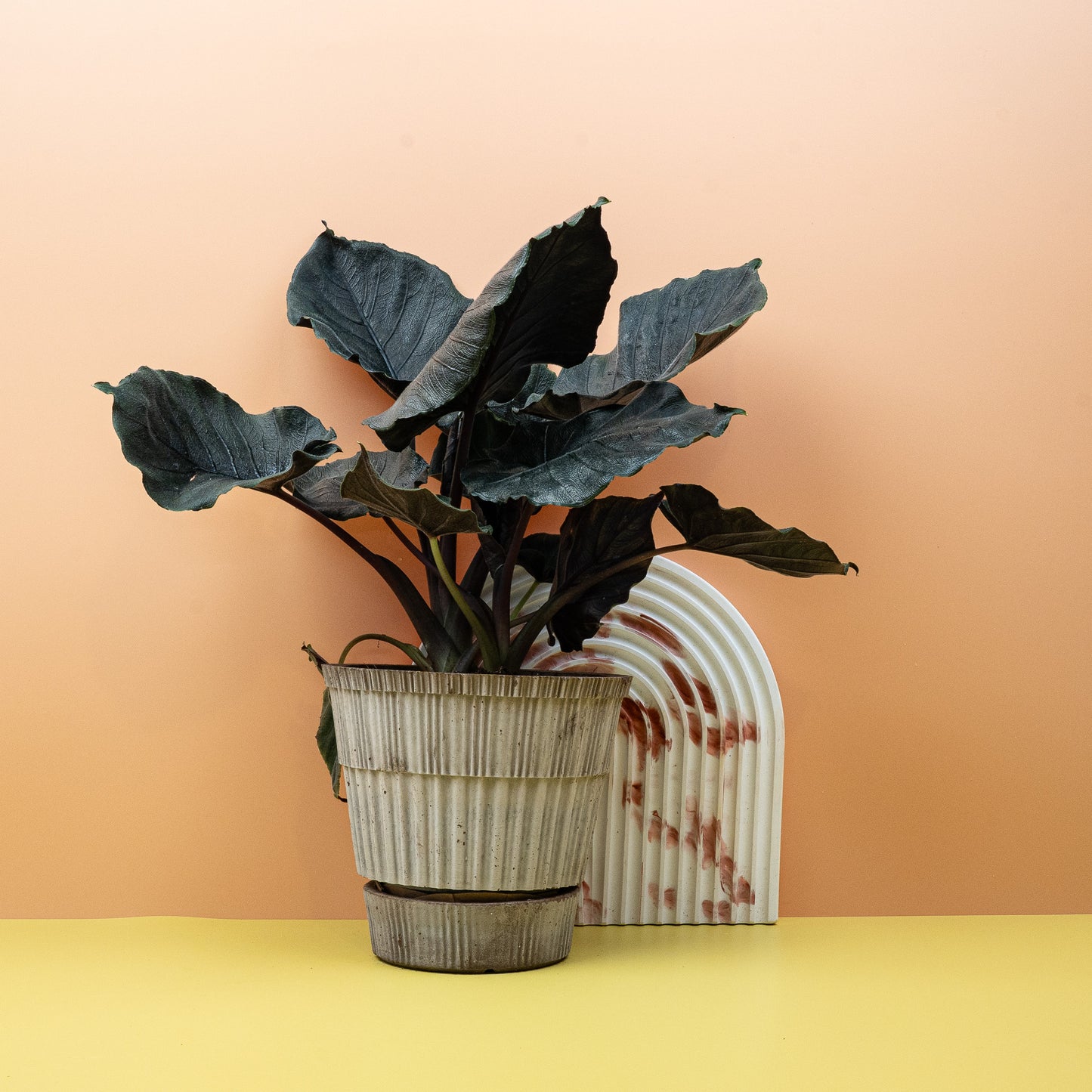 ALOCASIA ANTORO VELVET online bestellen bei potflourri