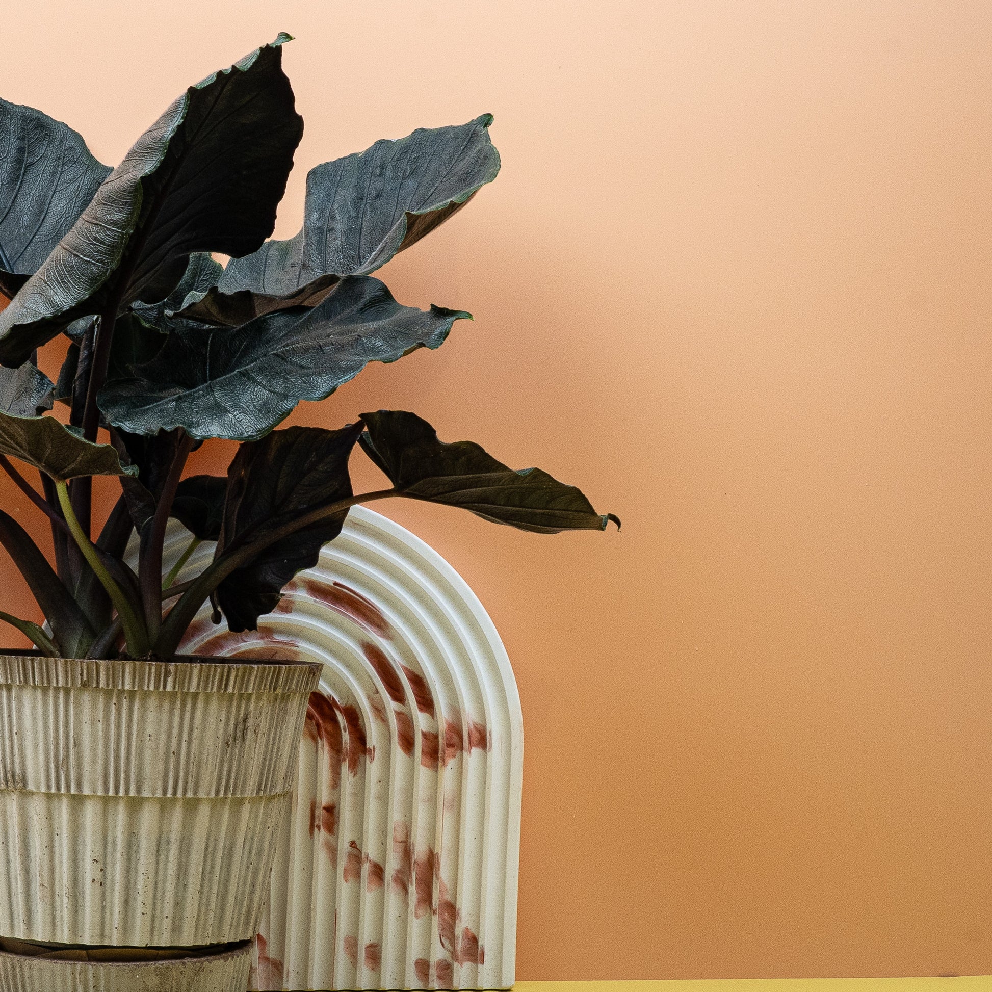 ALOCASIA ANTORO VELVET online bestellen bei potflourri