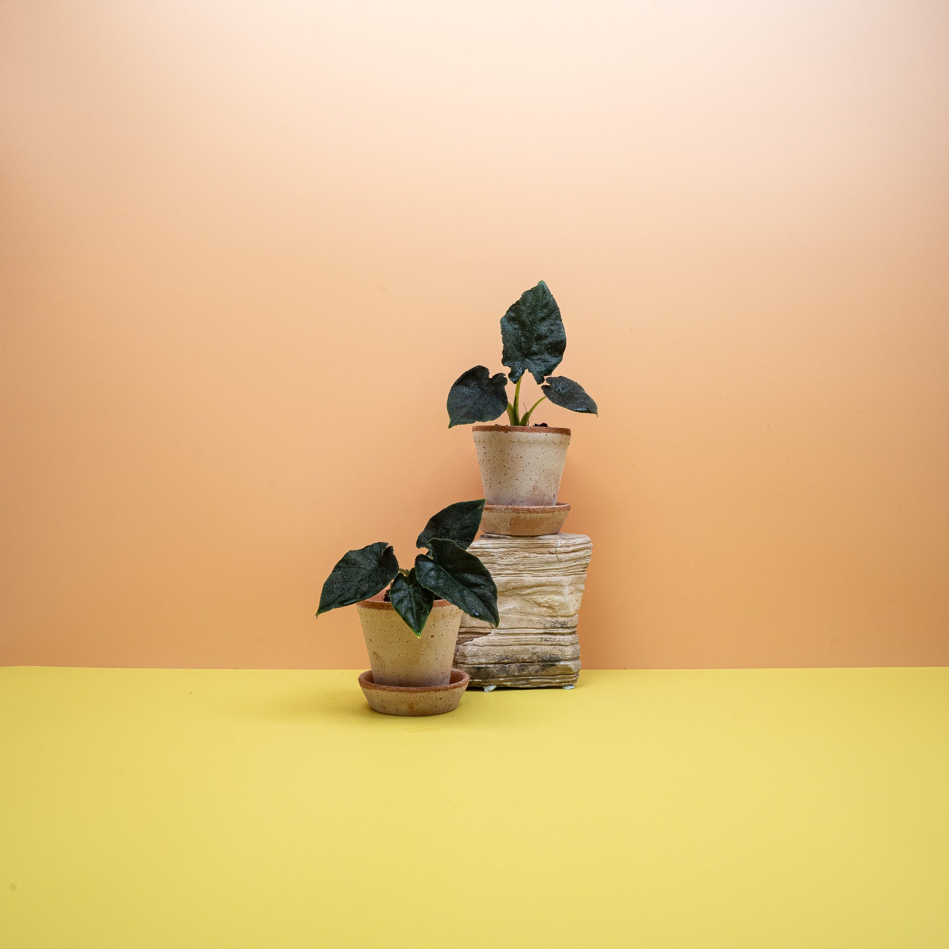 ALOCASIA ANTORO VELVET online bestellen bei potflourri