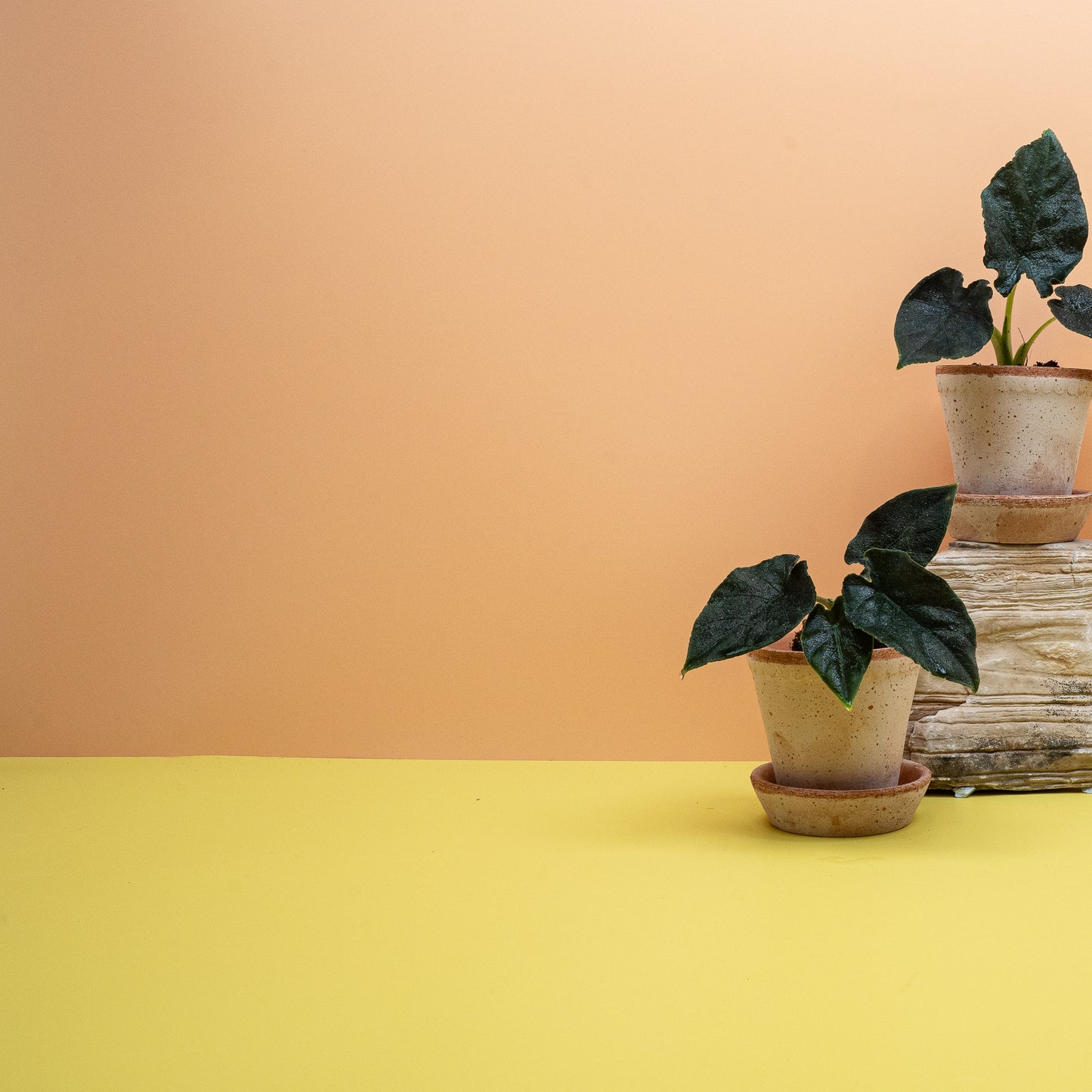 ALOCASIA ANTORO VELVET online bestellen bei potflourri