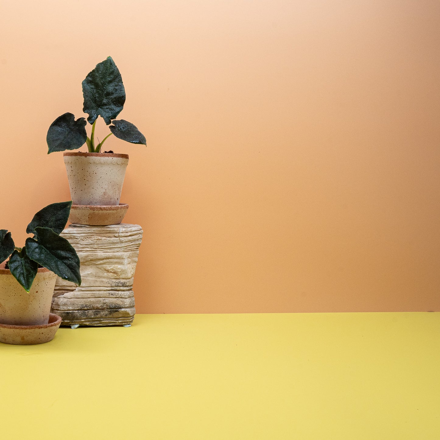 ALOCASIA ANTORO VELVET online bestellen bei potflourri
