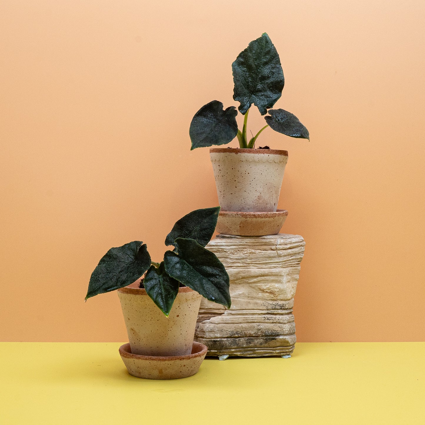 ALOCASIA ANTORO VELVET online bestellen bei potflourri