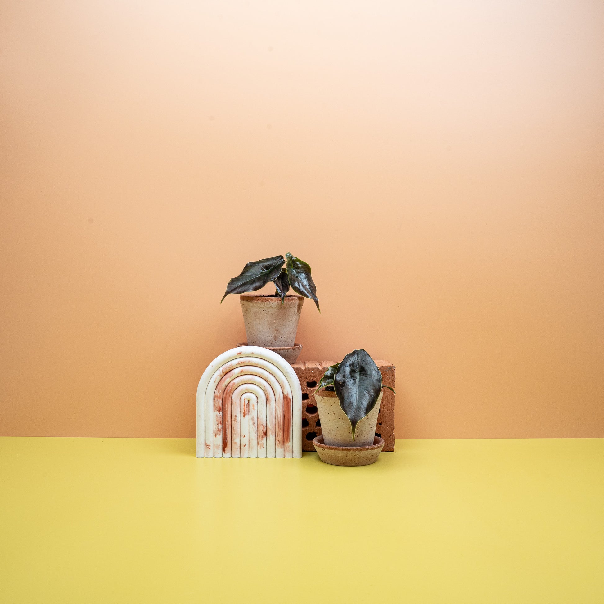 ALOCASIA AZLANII online bestellen bei potflourri