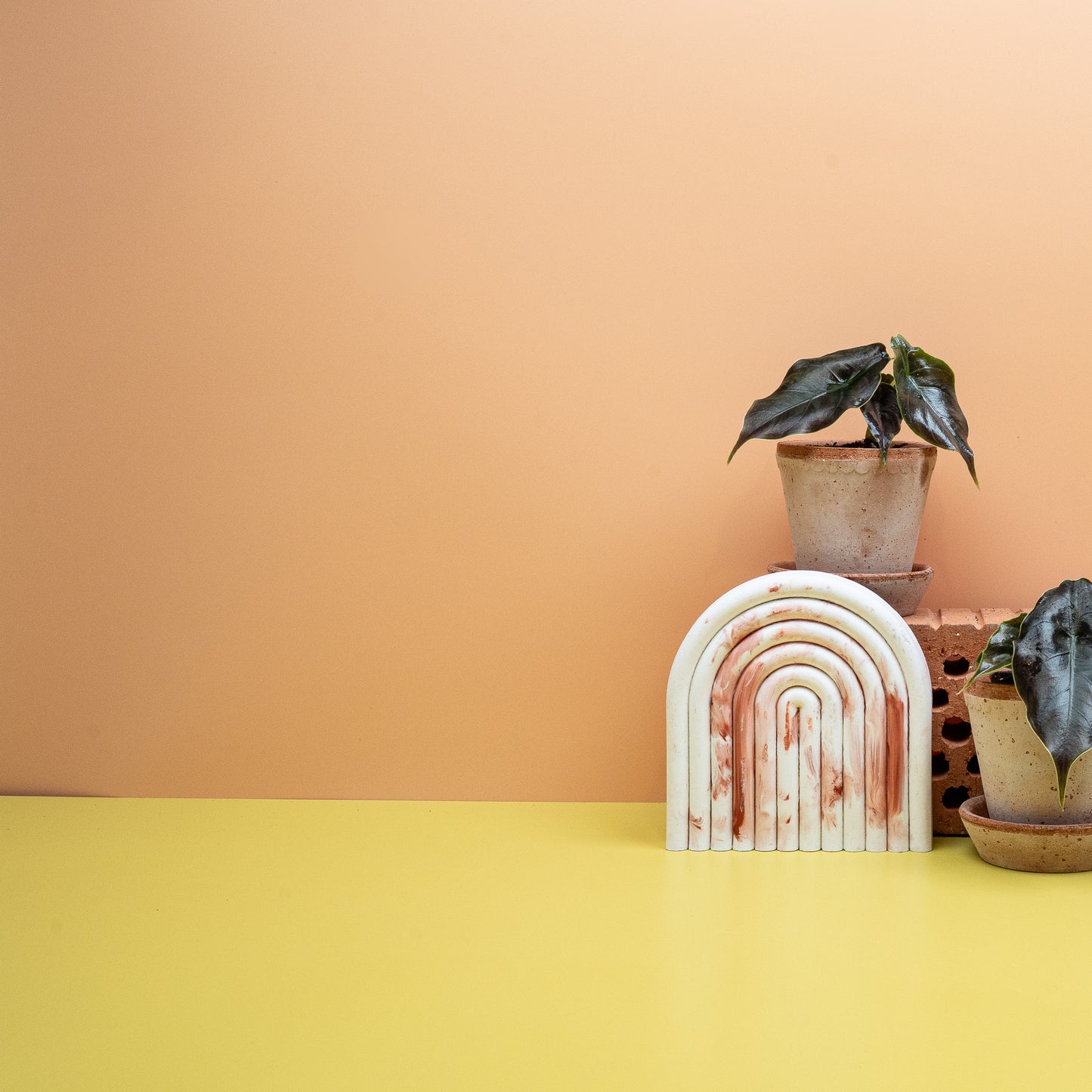 ALOCASIA AZLANII online bestellen bei potflourri