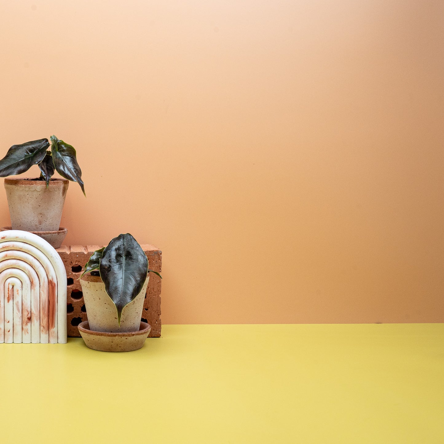 ALOCASIA AZLANII online bestellen bei potflourri