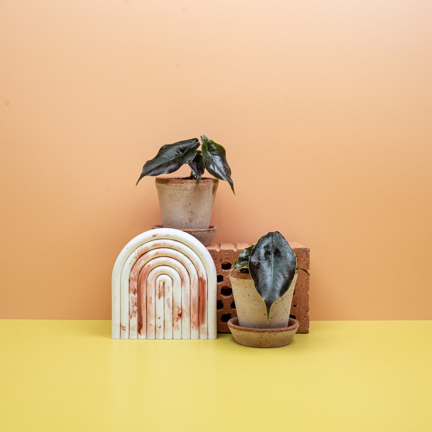 ALOCASIA AZLANII online bestellen bei potflourri