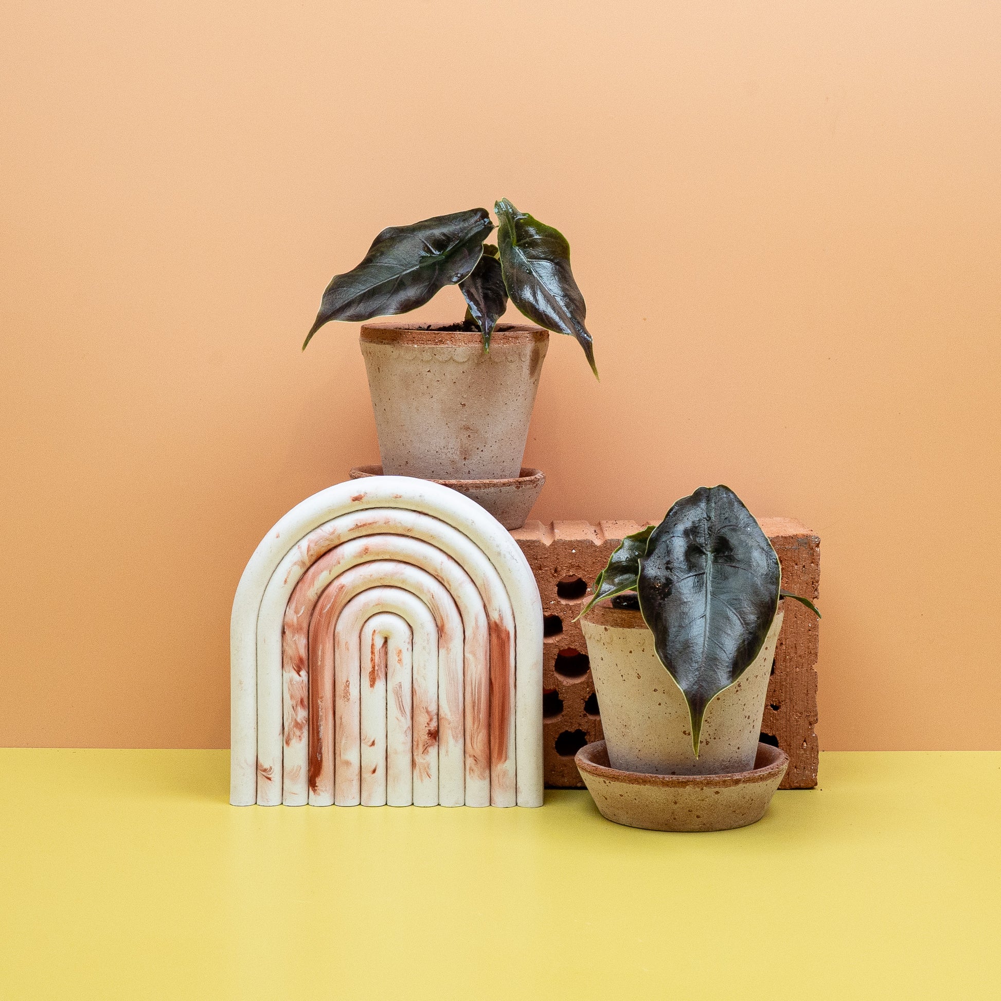 ALOCASIA AZLANII online bestellen bei potflourri