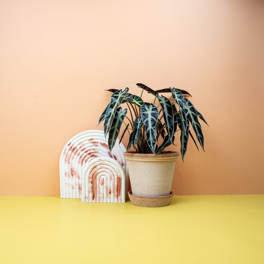 ALOCASIA BAMBINO online bestellen bei potflourri