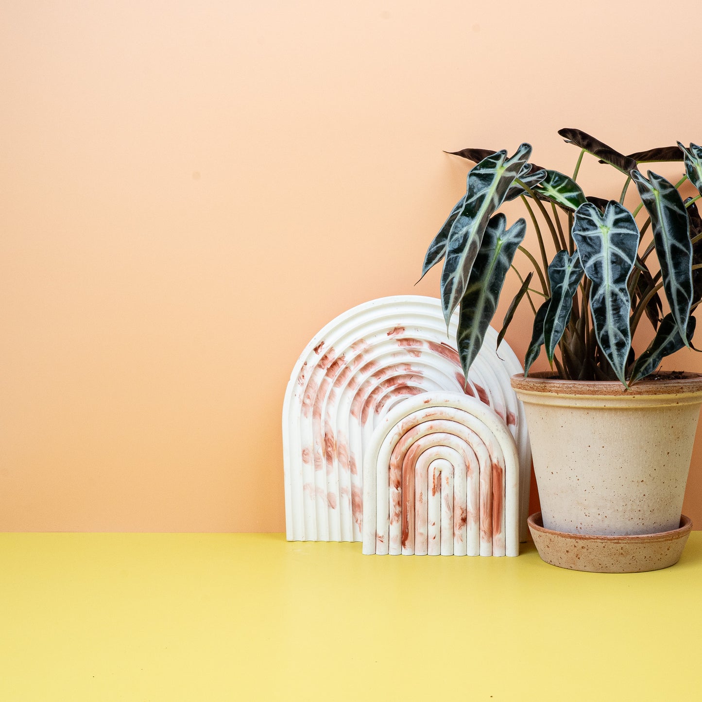 ALOCASIA BAMBINO online bestellen bei potflourri