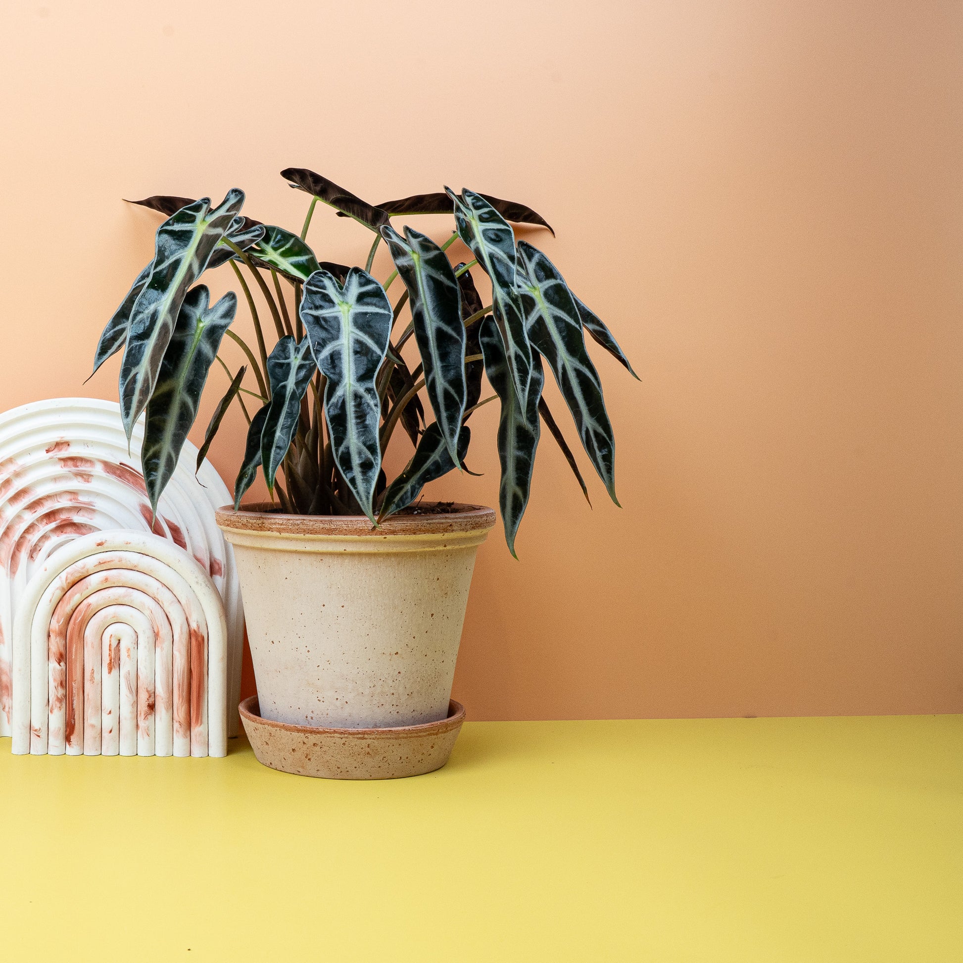 ALOCASIA BAMBINO online bestellen bei potflourri