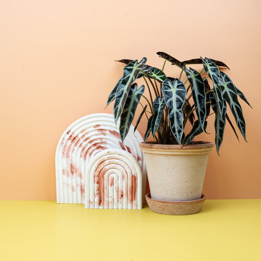 ALOCASIA BAMBINO online bestellen bei potflourri