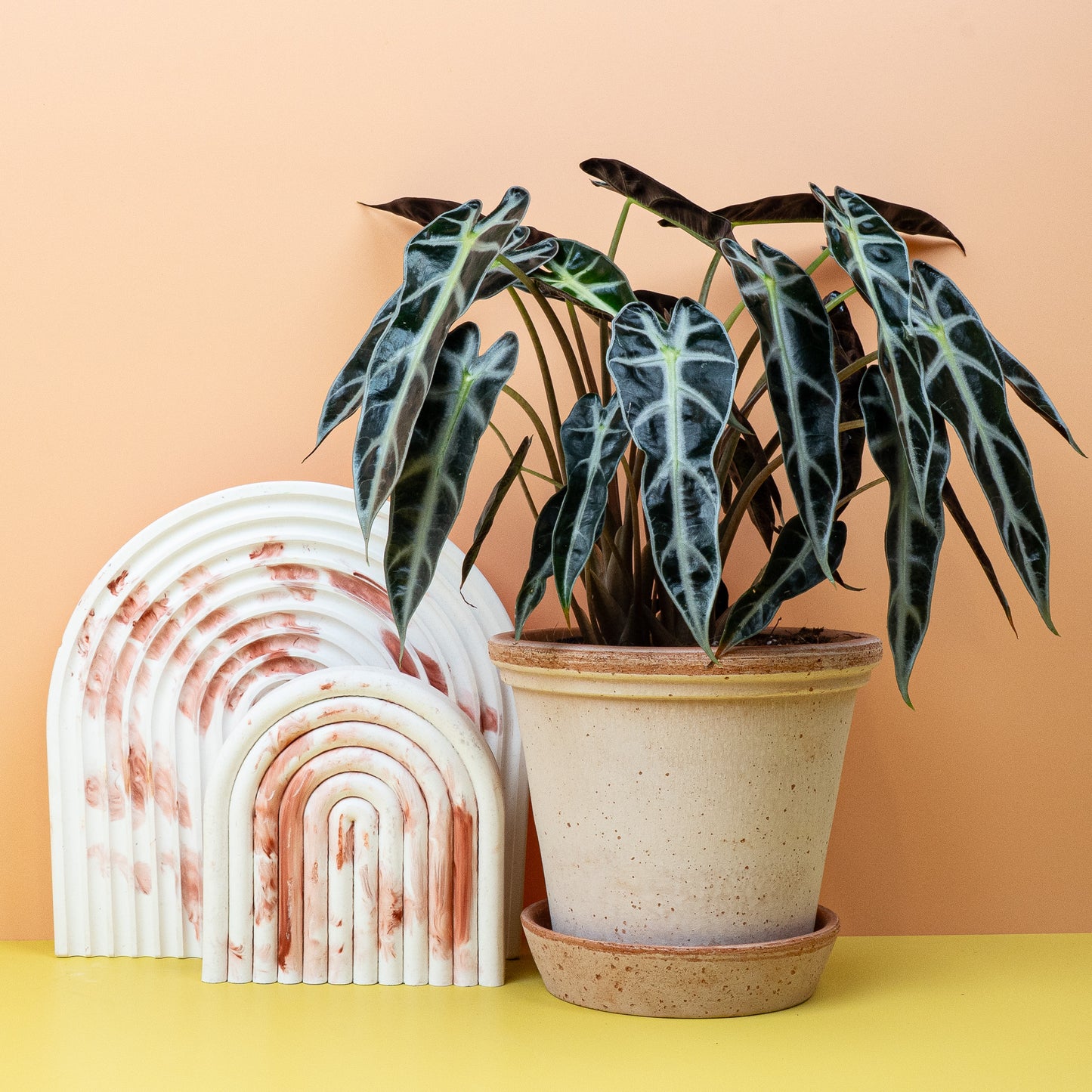 ALOCASIA BAMBINO online bestellen bei potflourri