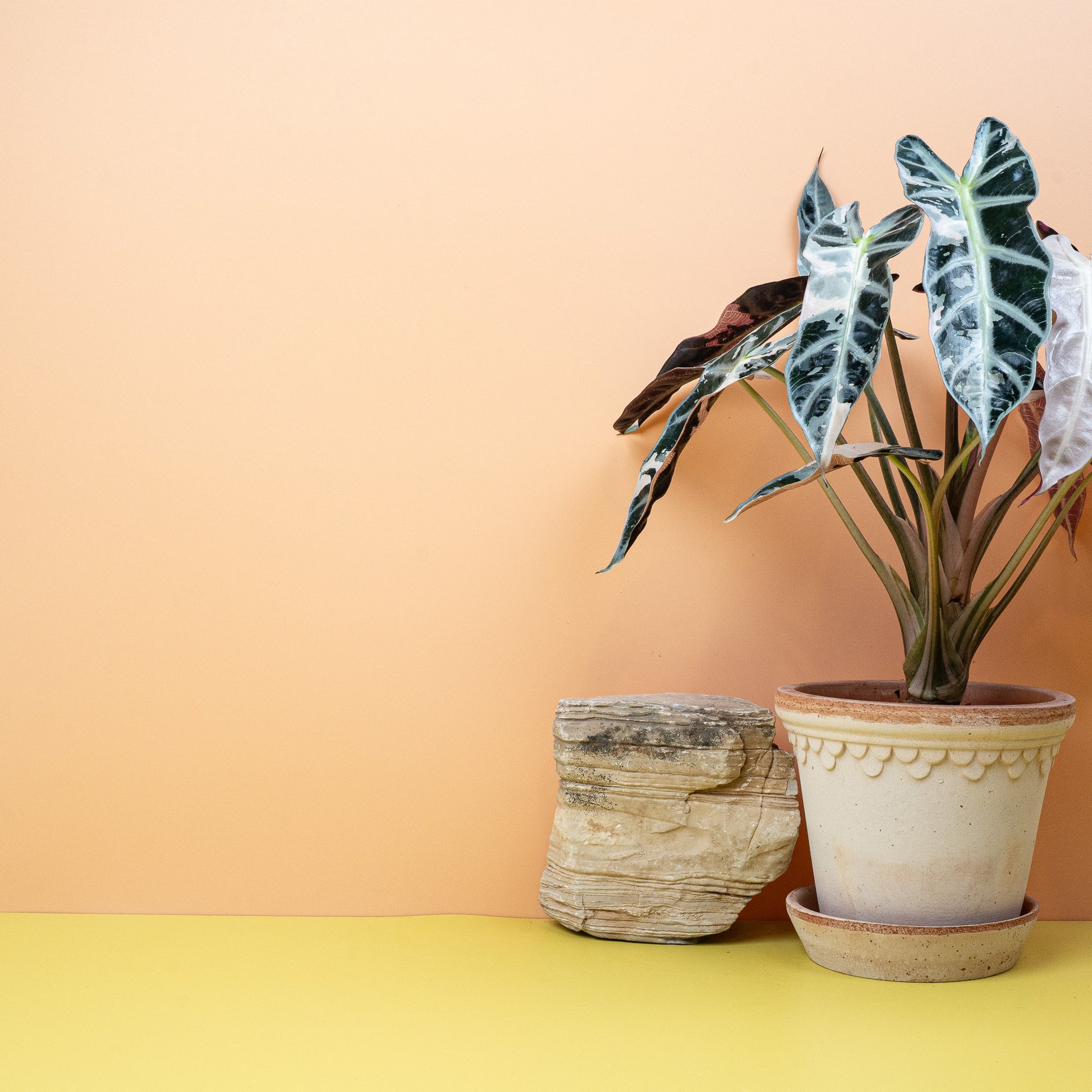 ALOCASIA BAMBINO VARIEGATA online bestellen bei potflourri