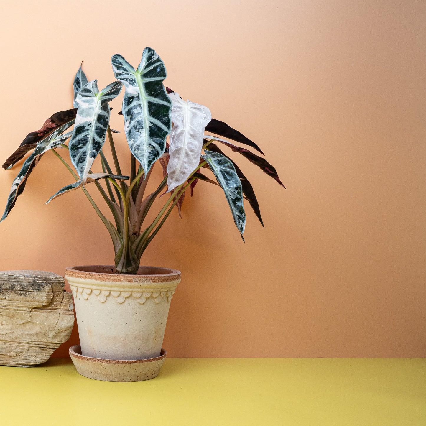ALOCASIA BAMBINO VARIEGATA online bestellen bei potflourri