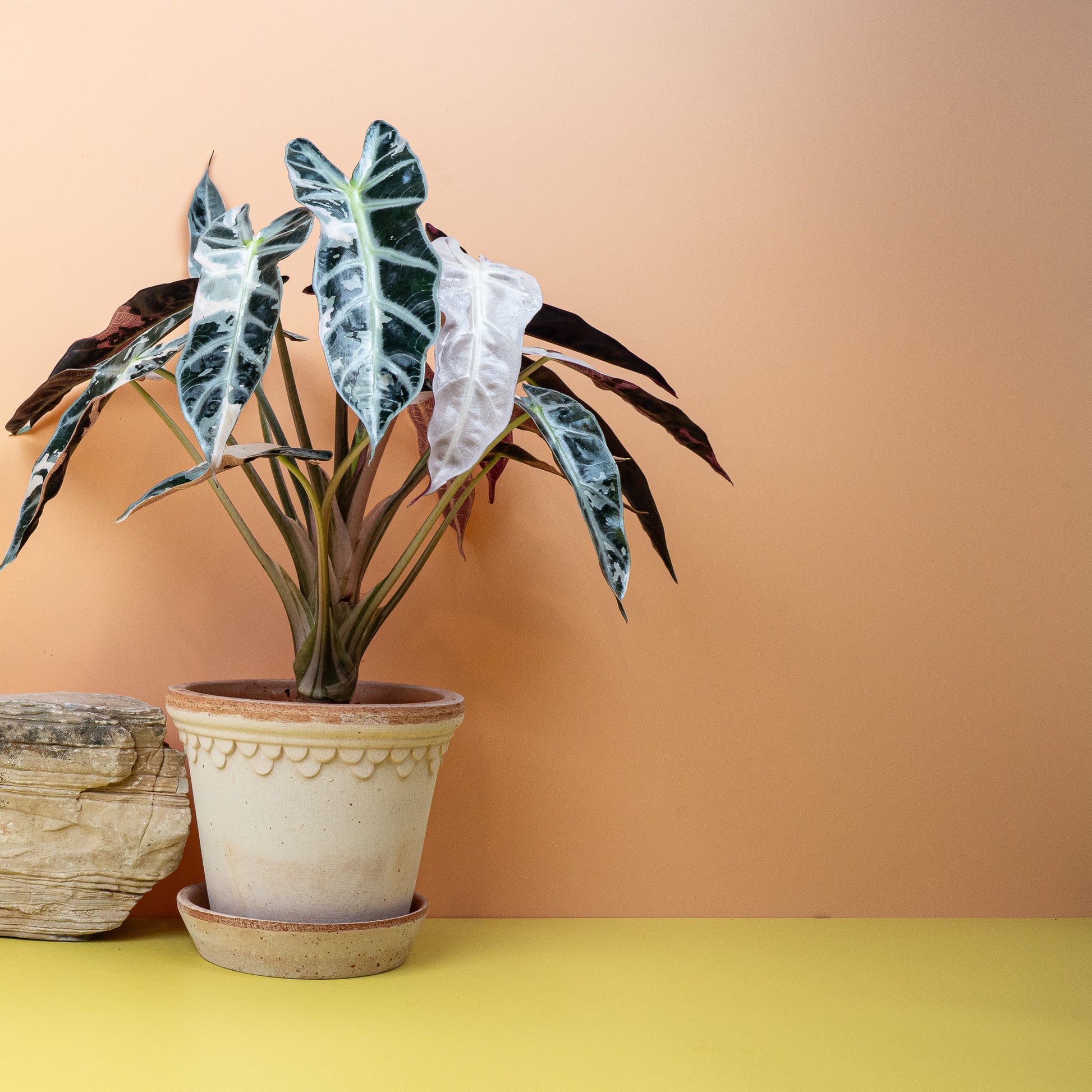 ALOCASIA BAMBINO VARIEGATA online bestellen bei potflourri