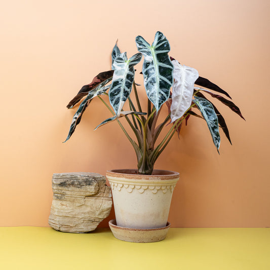 ALOCASIA BAMBINO VARIEGATA online bestellen bei potflourri