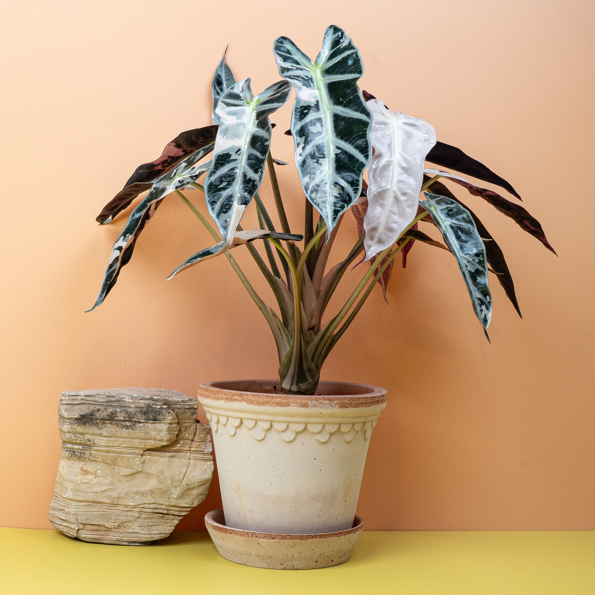 ALOCASIA BAMBINO VARIEGATA online bestellen bei potflourri
