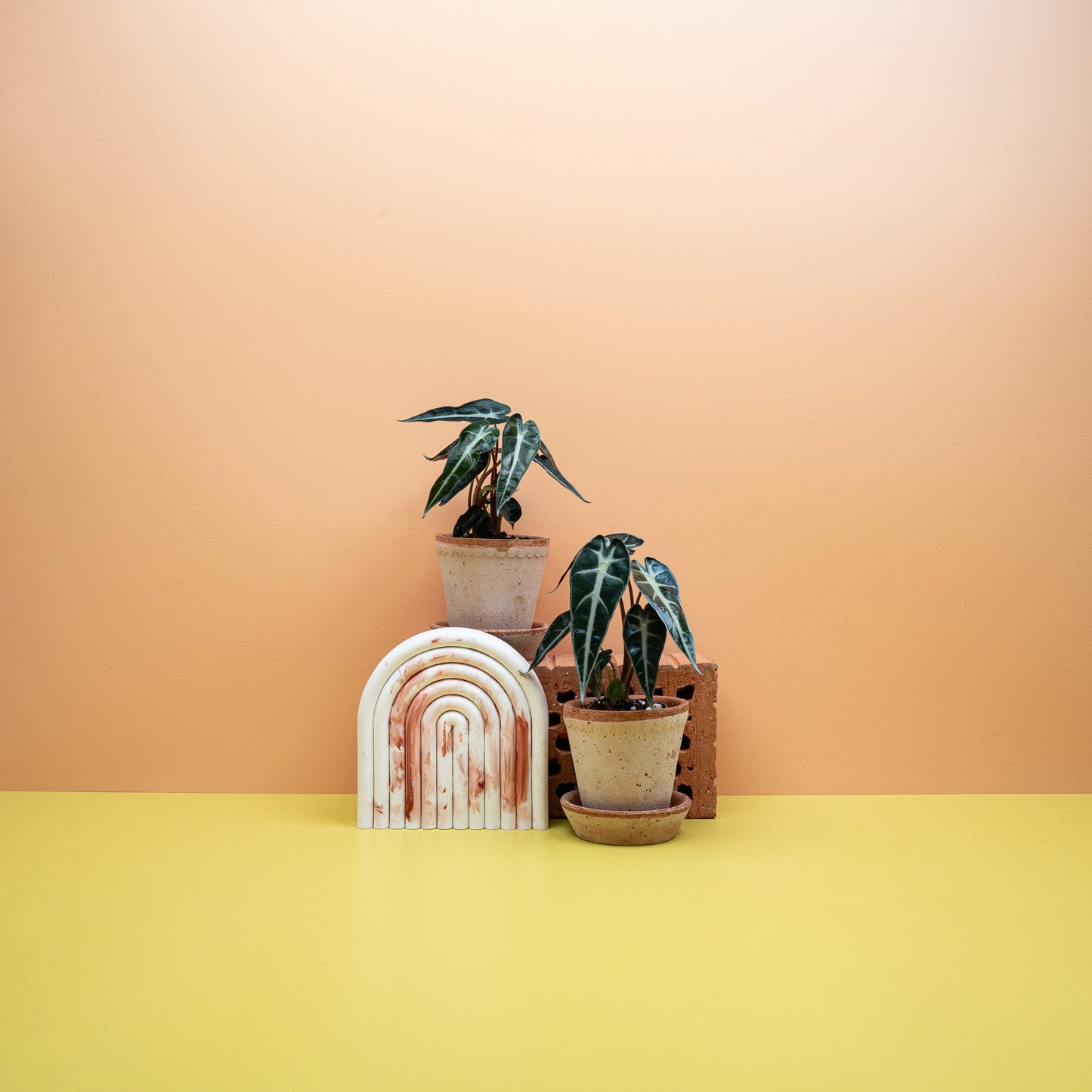 ALOCASIA BAMBINO online bestellen bei potflourri