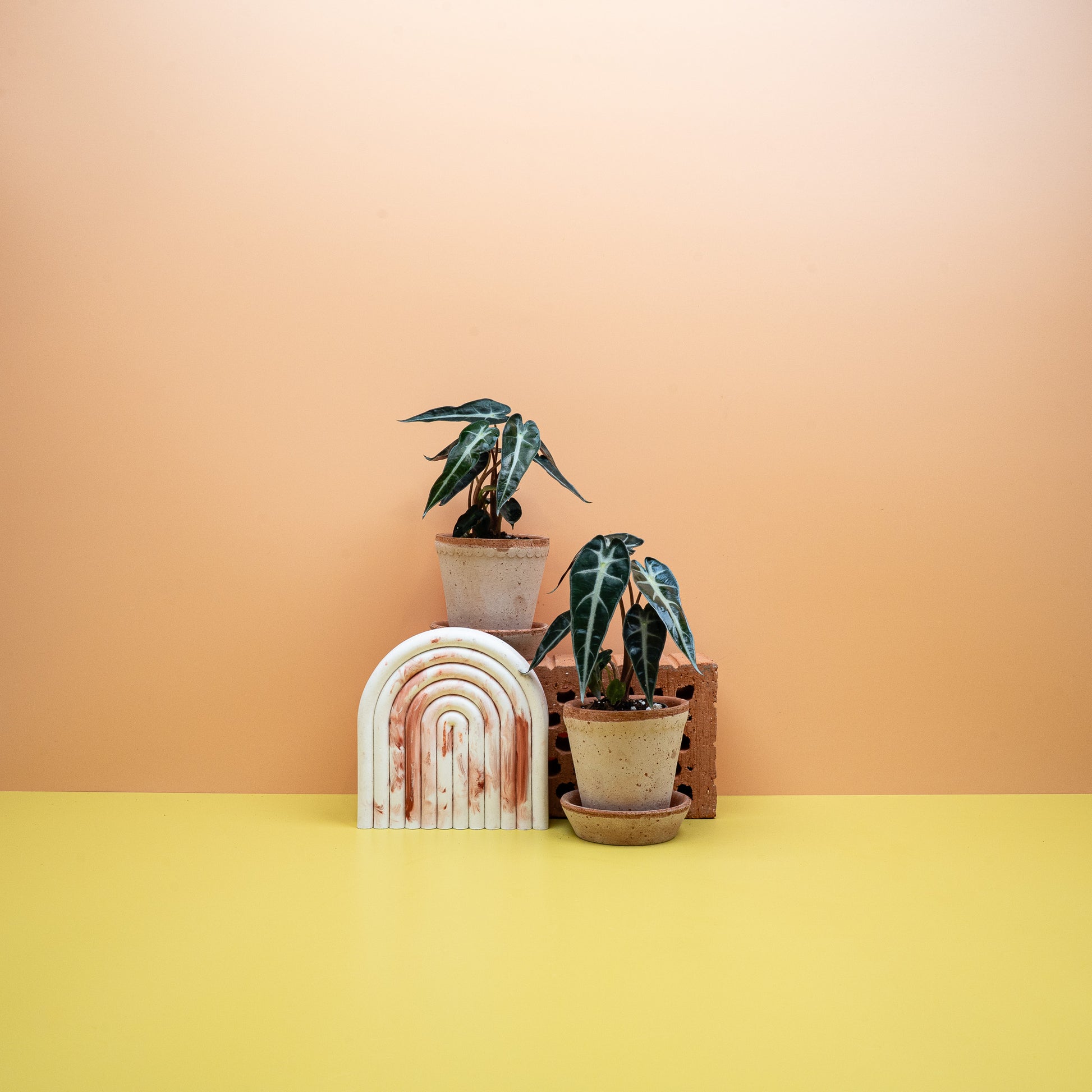 ALOCASIA BAMBINO online bestellen bei potflourri