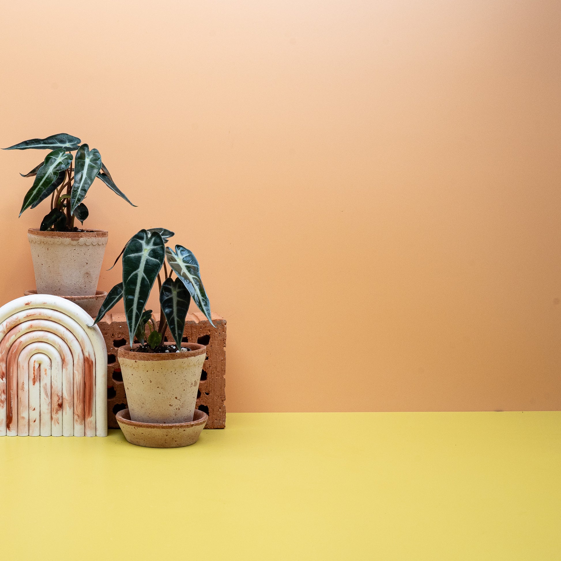 ALOCASIA BAMBINO online bestellen bei potflourri