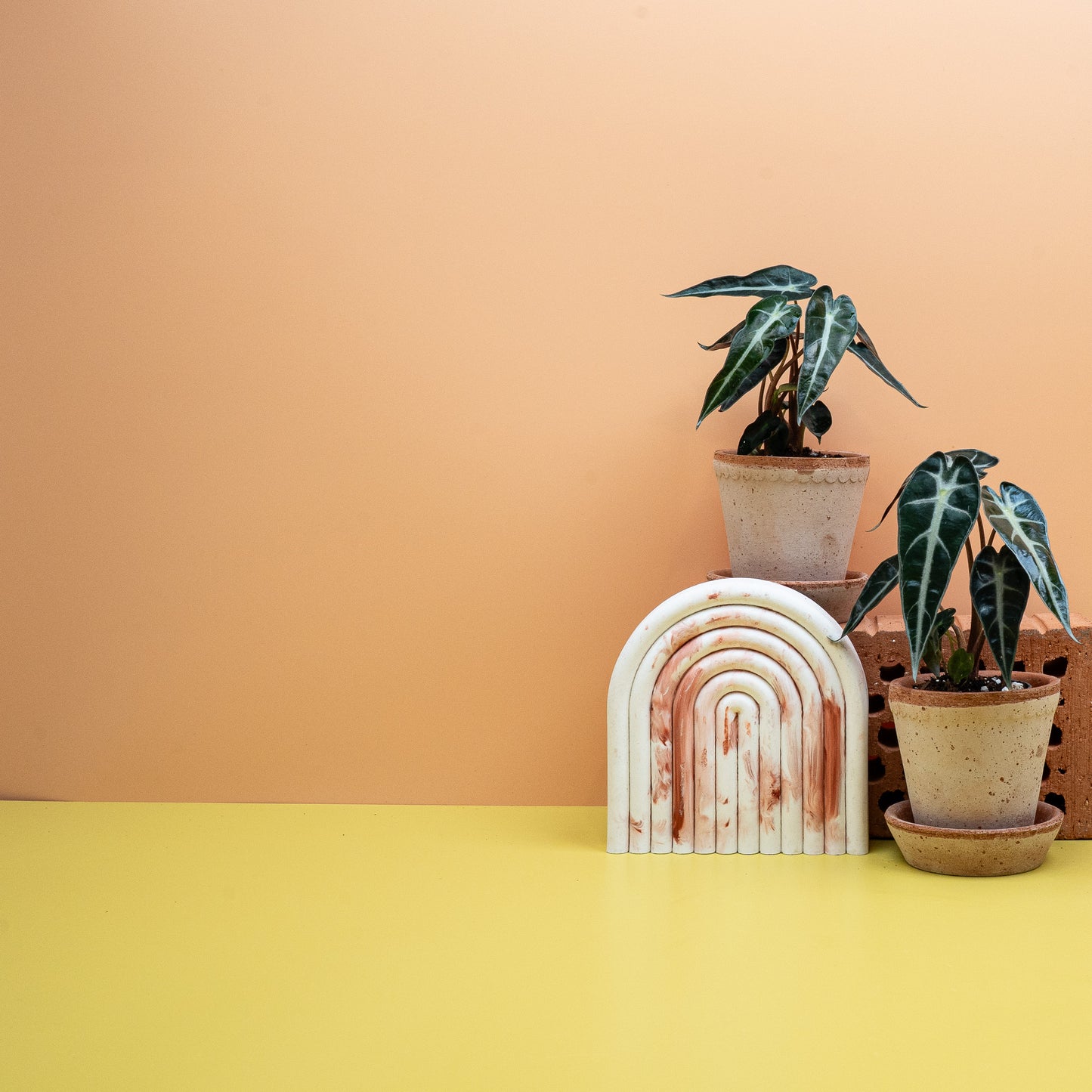 ALOCASIA BAMBINO online bestellen bei potflourri