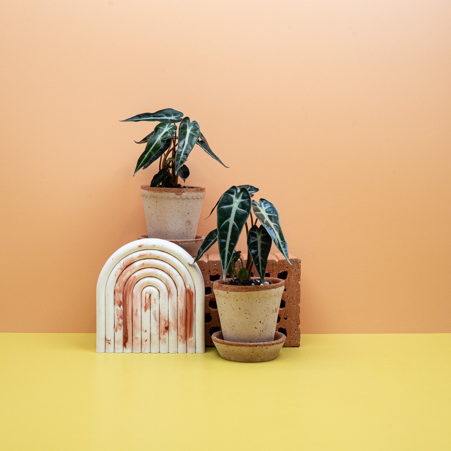 ALOCASIA BAMBINO online bestellen bei potflourri