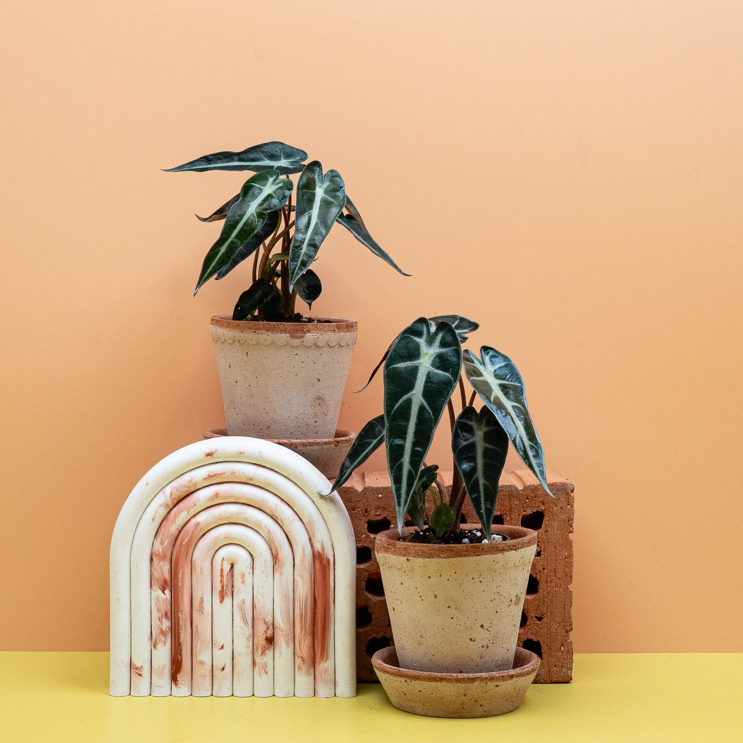 ALOCASIA BAMBINO online bestellen bei potflourri